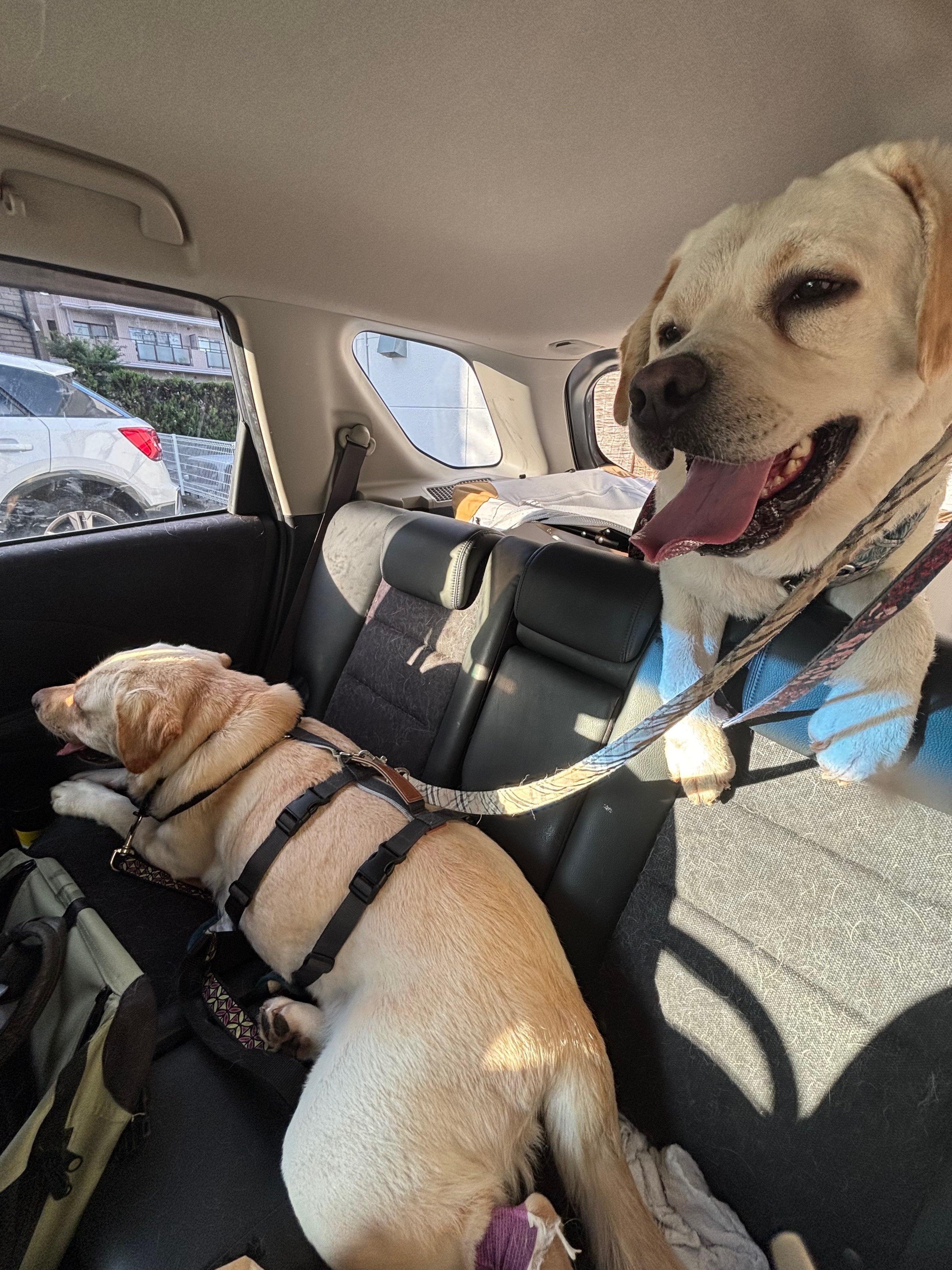 30kg超の大型ラブラドールがやってきた！｜NPO法人マザールーフ