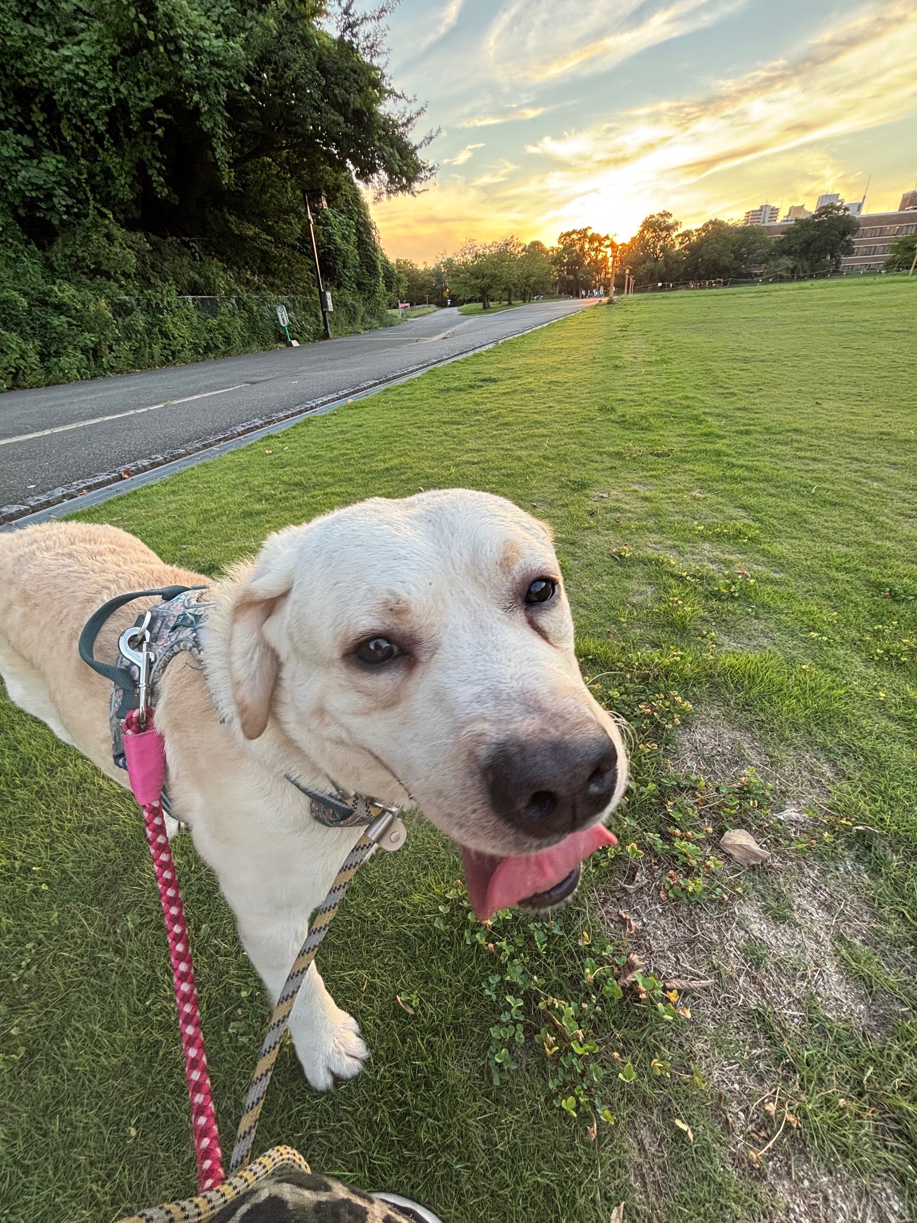 30kg超の大型ラブラドールがやってきた！｜NPO法人マザールーフ