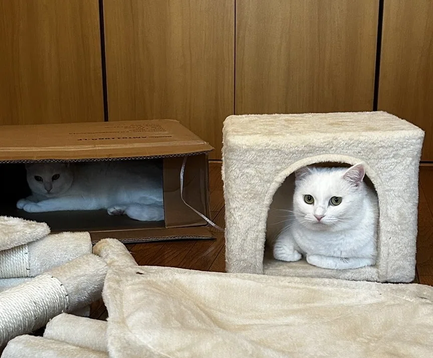 もう完成でいいよね?」キャットタワーの組み立て現場で起こった猫ある もう完成でいいよね?」キャットタワーの組み立て現場で起こった猫ある