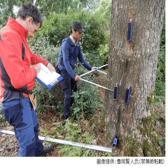 樹木のリスクマネジメント：最近注目の引張り試験（Pulling Test）とは