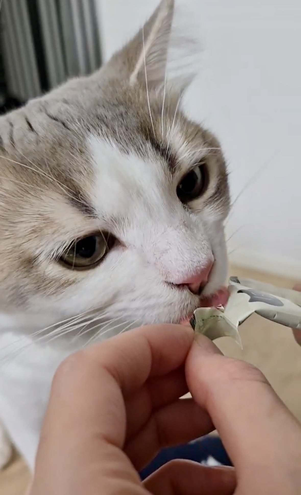 猫おやつレビュー】「にゃっち」｜食いつき抜群！我が家のちゅぺ、夢中