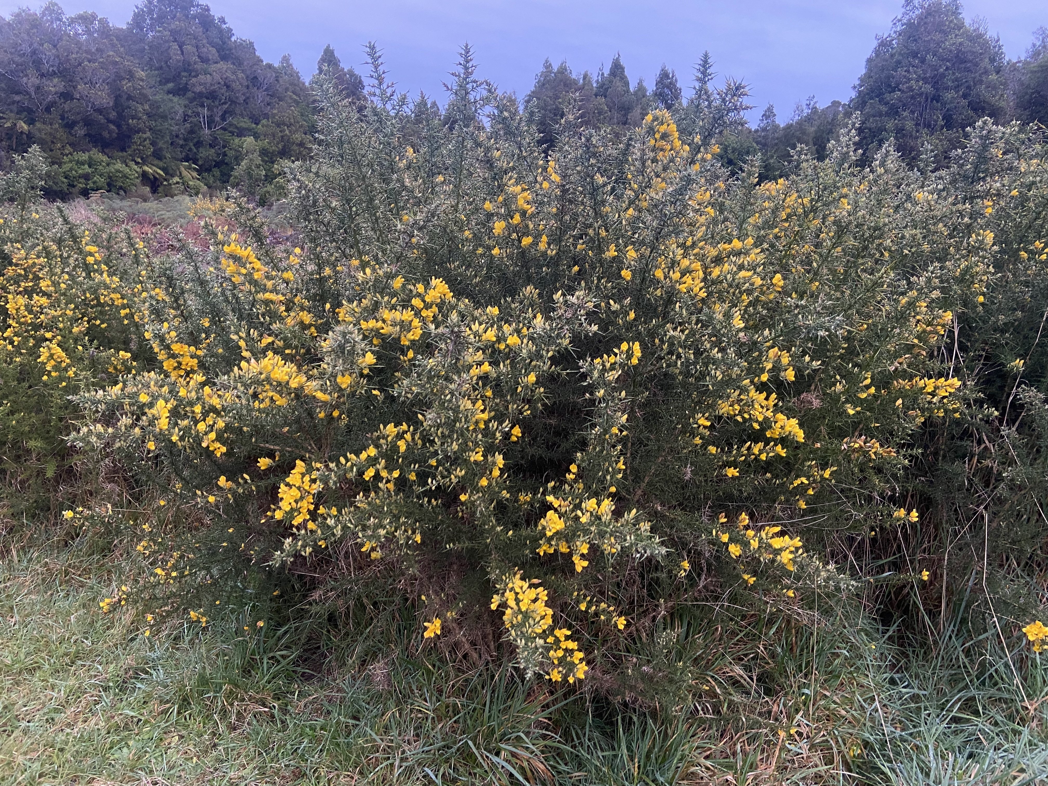 ニュージーランド(トケラウ、ロス、ニウエ含)1960年代　全７３枚　BH-R 楽天市場】2021年新品 トケラウ NZ領トケラウ 5ドル クロノス銀貨 1