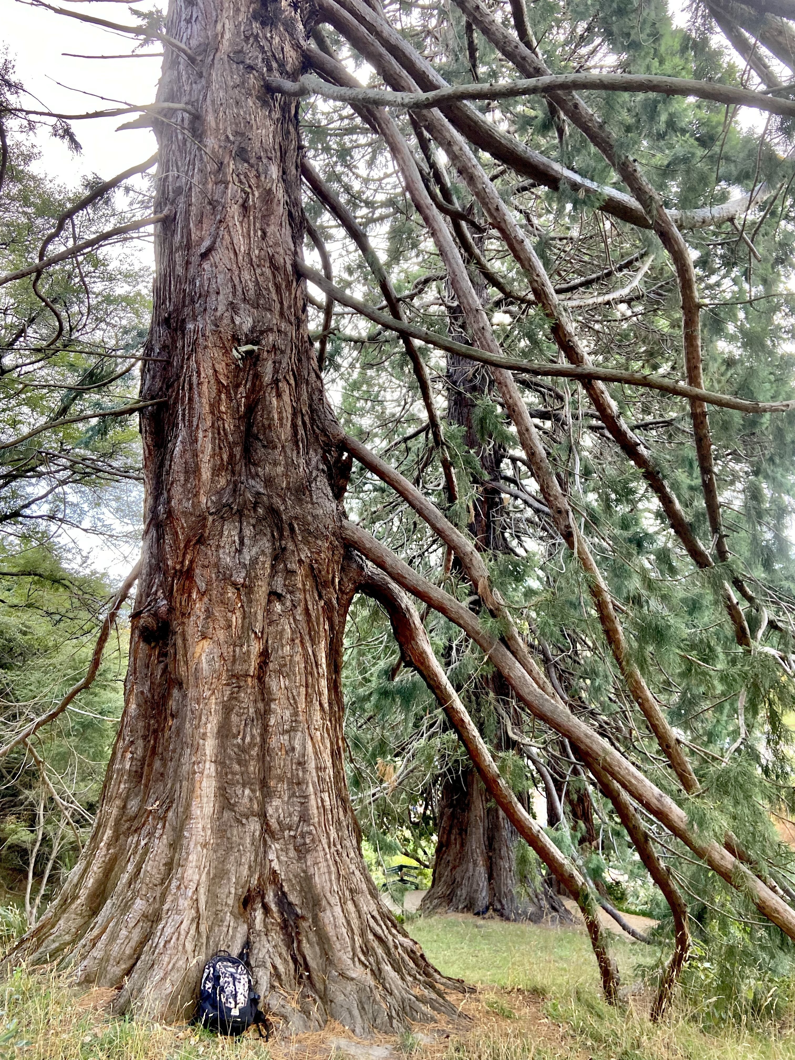 ニュージーランドの住宅街は、なぜ緑が多いのか？ その③ 〜熱意が知識