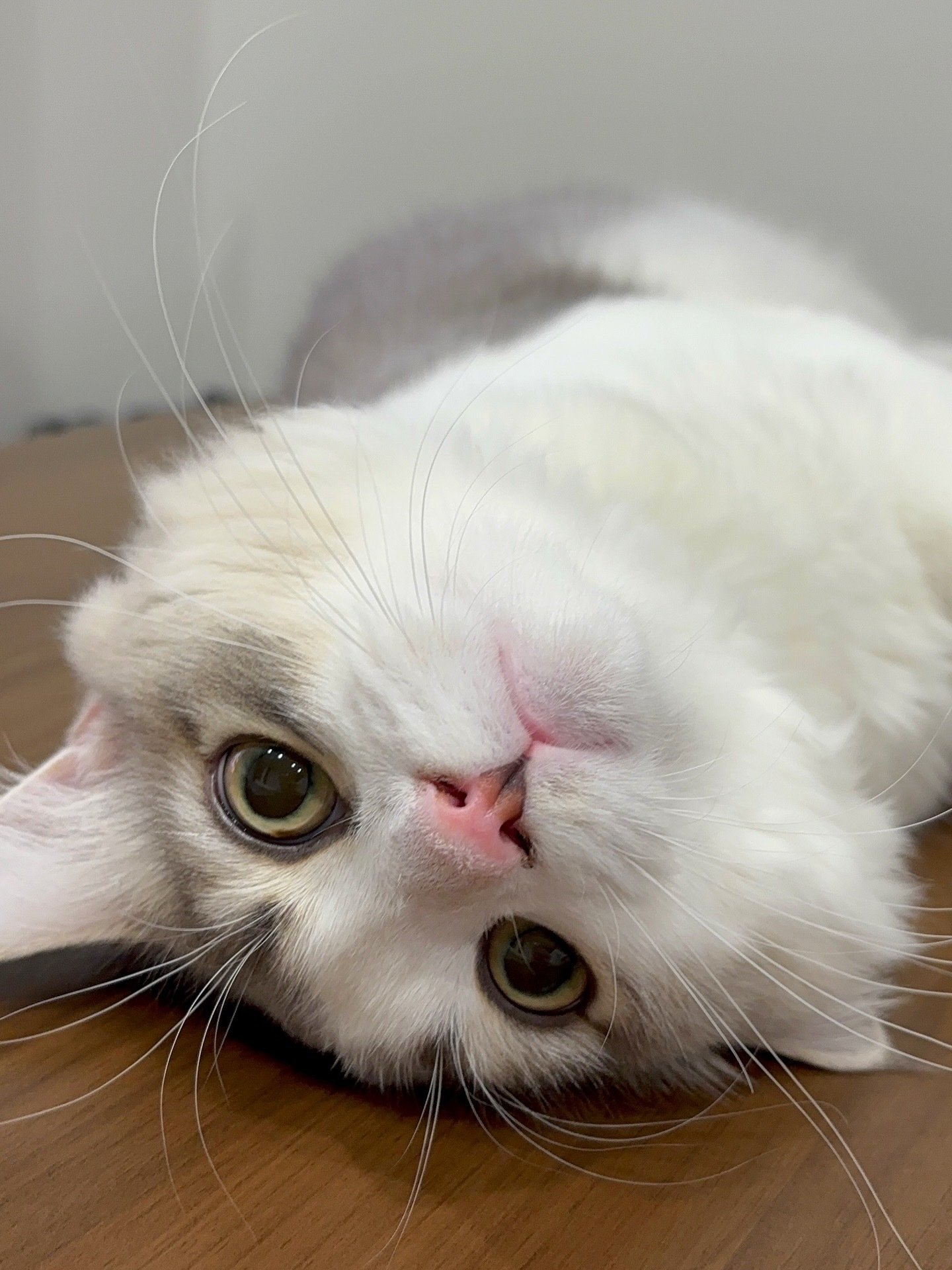 猫おやつレビュー】「にゃっち」｜食いつき抜群！我が家のちゅぺ、夢中