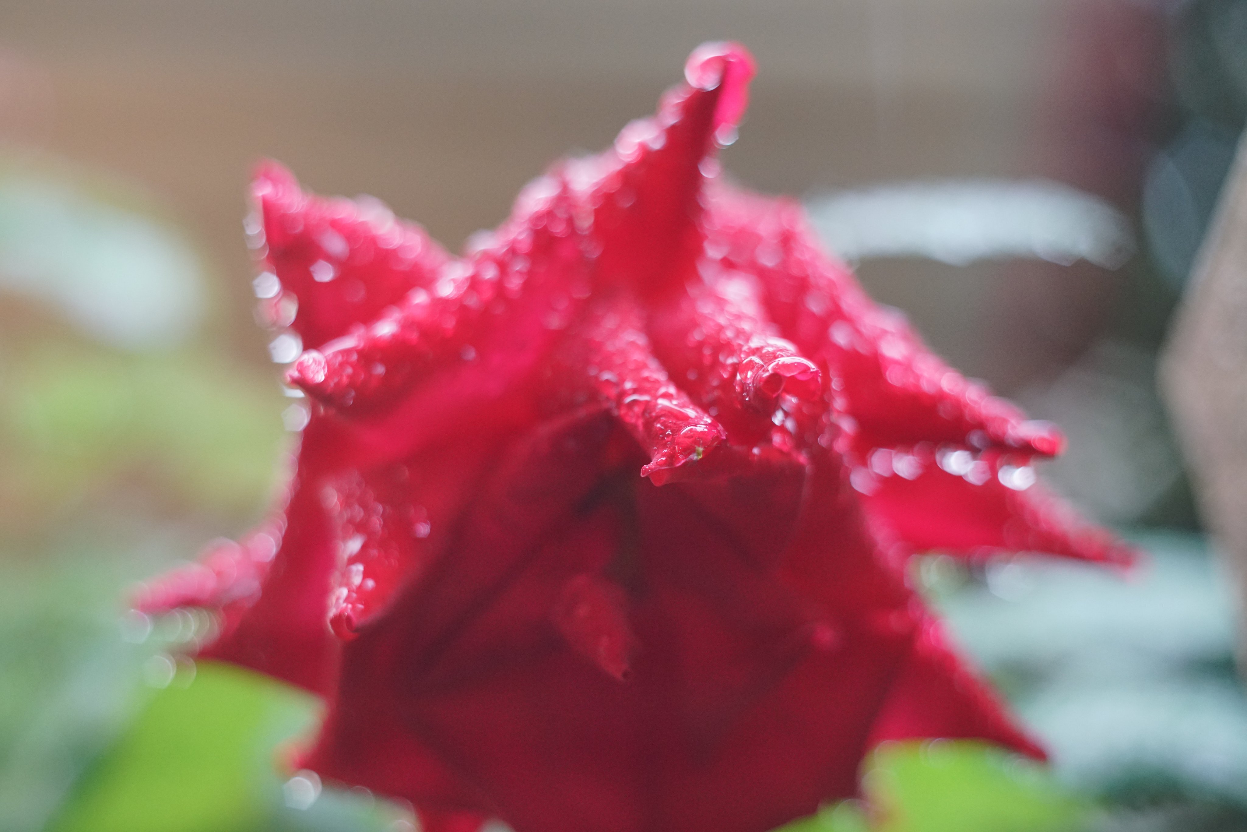 Meyer Optik Gorlitz Oreston 50mm F1.8｜もとぴー