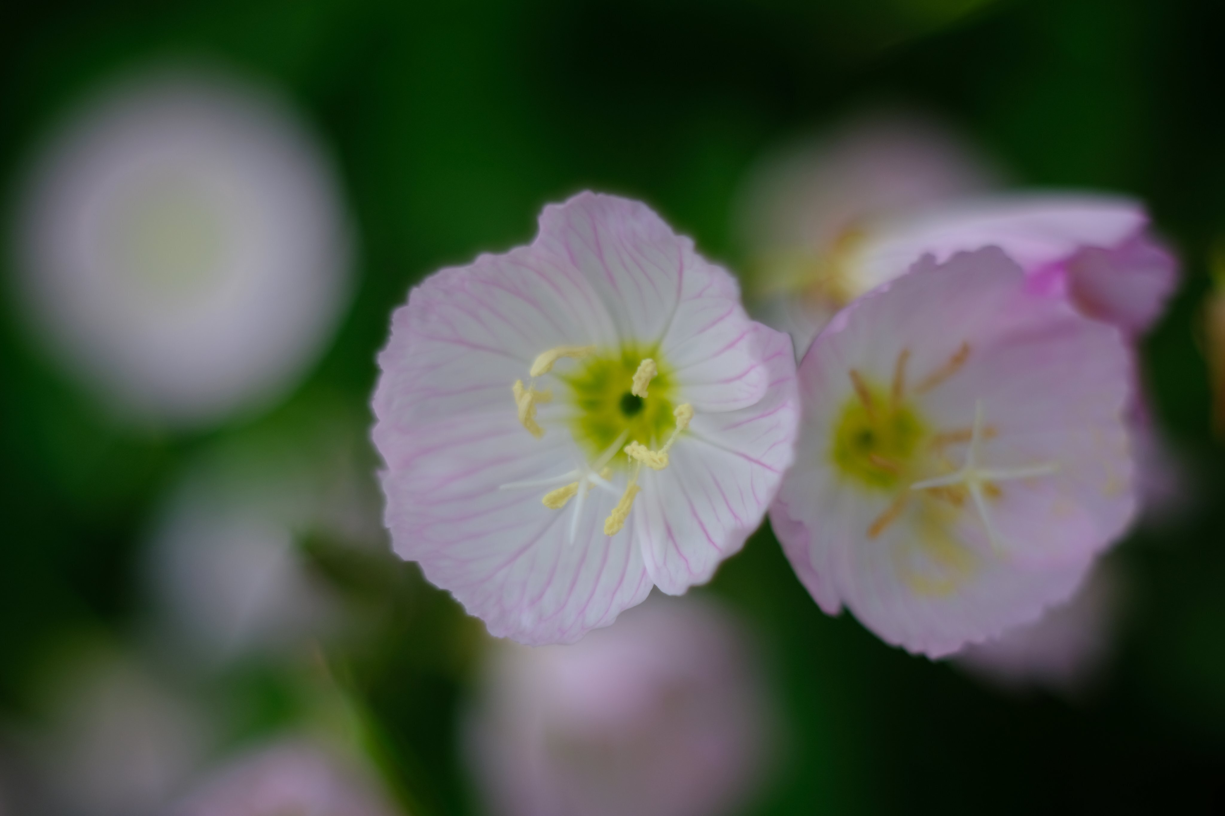 Meyer Optik Gorlitz Oreston 50mm F1.8｜もとぴー