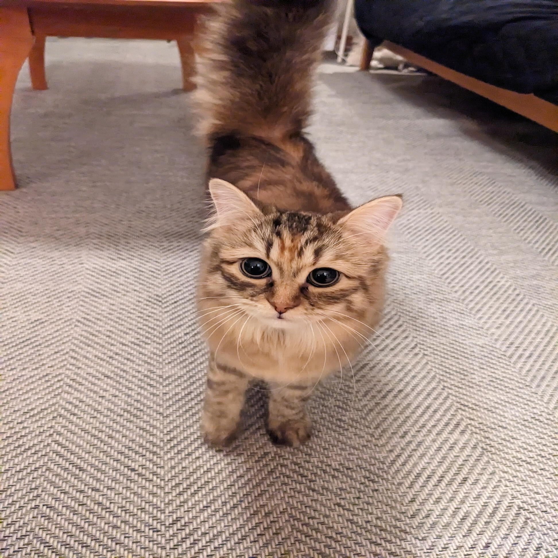 猫なんて無理だと思ってた私が、“つくし”を飼うまでに乗り越えた3つの壁｜春雨 りっか｜ぎろぎろnote, image size:1500x2000