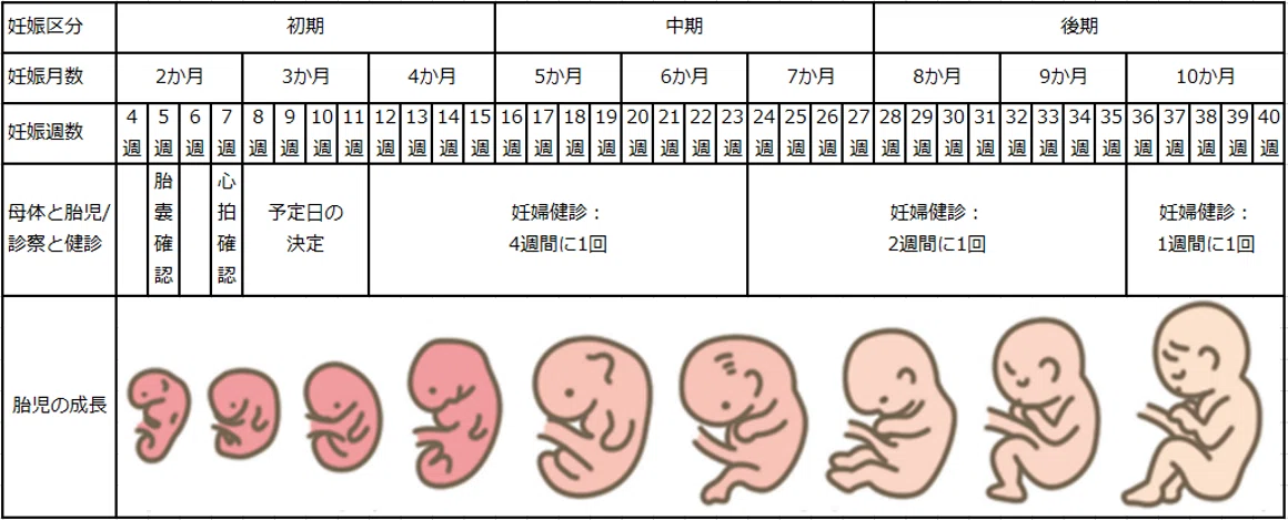 心不全療養指導士が伝える妊娠・出産による母体の循環変化|ハッチ