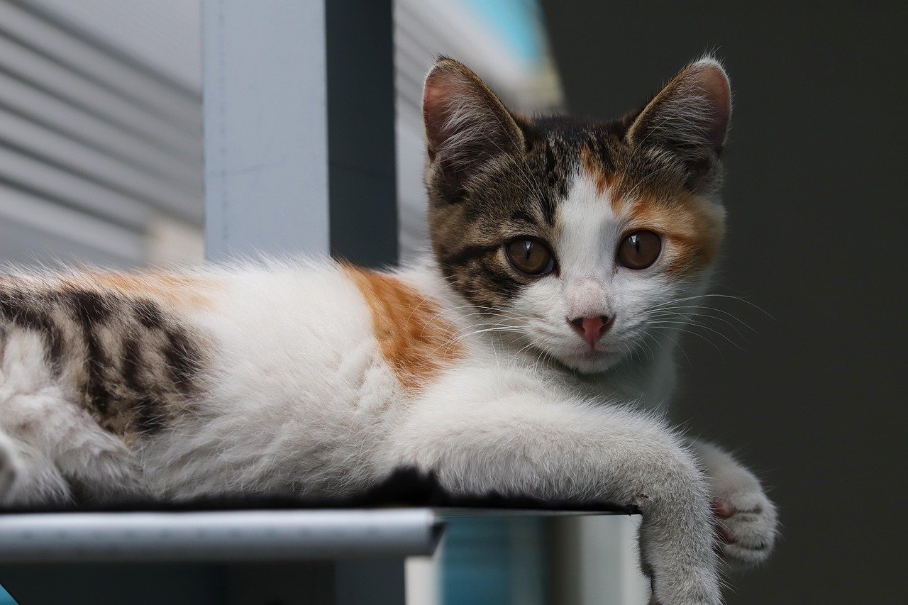三毛猫様 リクエスト 9点 まとめ商品 三毛猫様 リクエスト 9点 まとめ商品