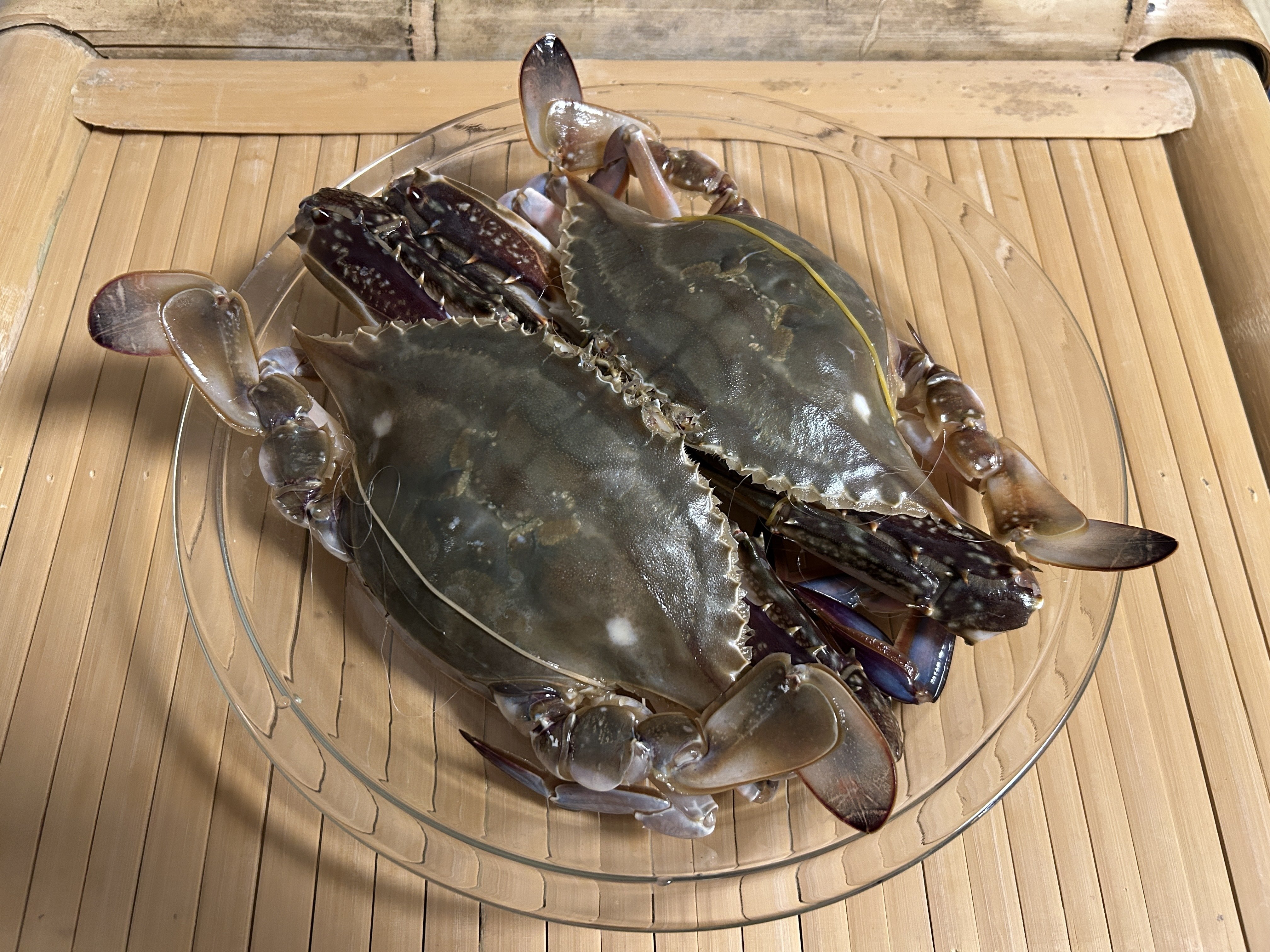 激レア　子株　アガベ梭子蟹　ワタリガニ　台湾アガベ　台湾趣味家 激レア 子株 アガベ梭子蟹 ワタリガニ 台湾アガベ 台湾趣味家