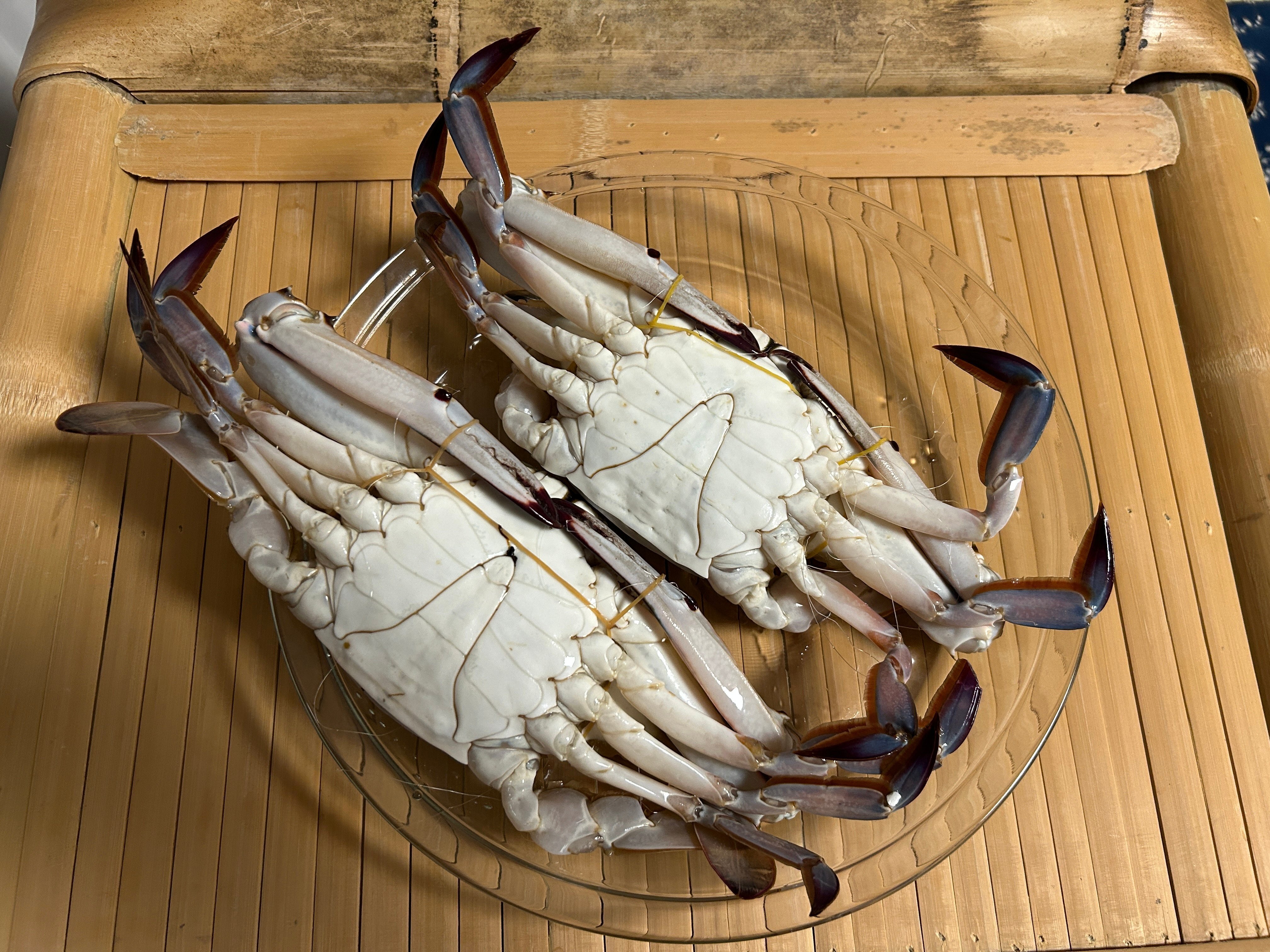 激レア　子株　アガベ梭子蟹　ワタリガニ　台湾アガベ　台湾趣味家 激レア 子株 アガベ梭子蟹 ワタリガニ 台湾アガベ 台湾趣味家