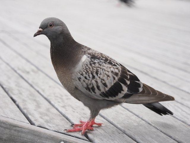 灰色のハト ハト来たるらし : ミカンセーキ