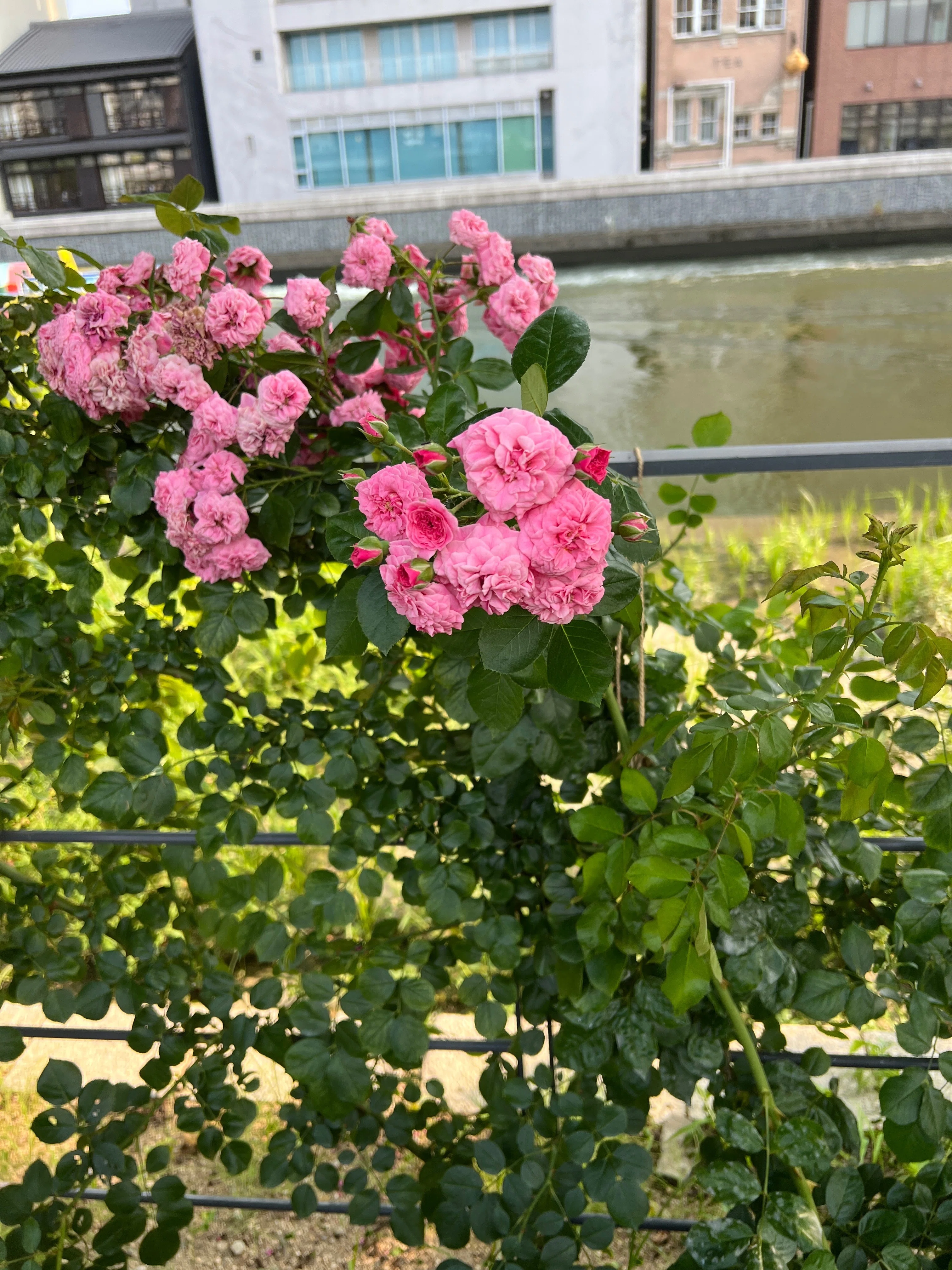 🇫🇷 ピンク・スワニー（Pink Swany）🌹中之島バラ園｜ぱぽにゃん