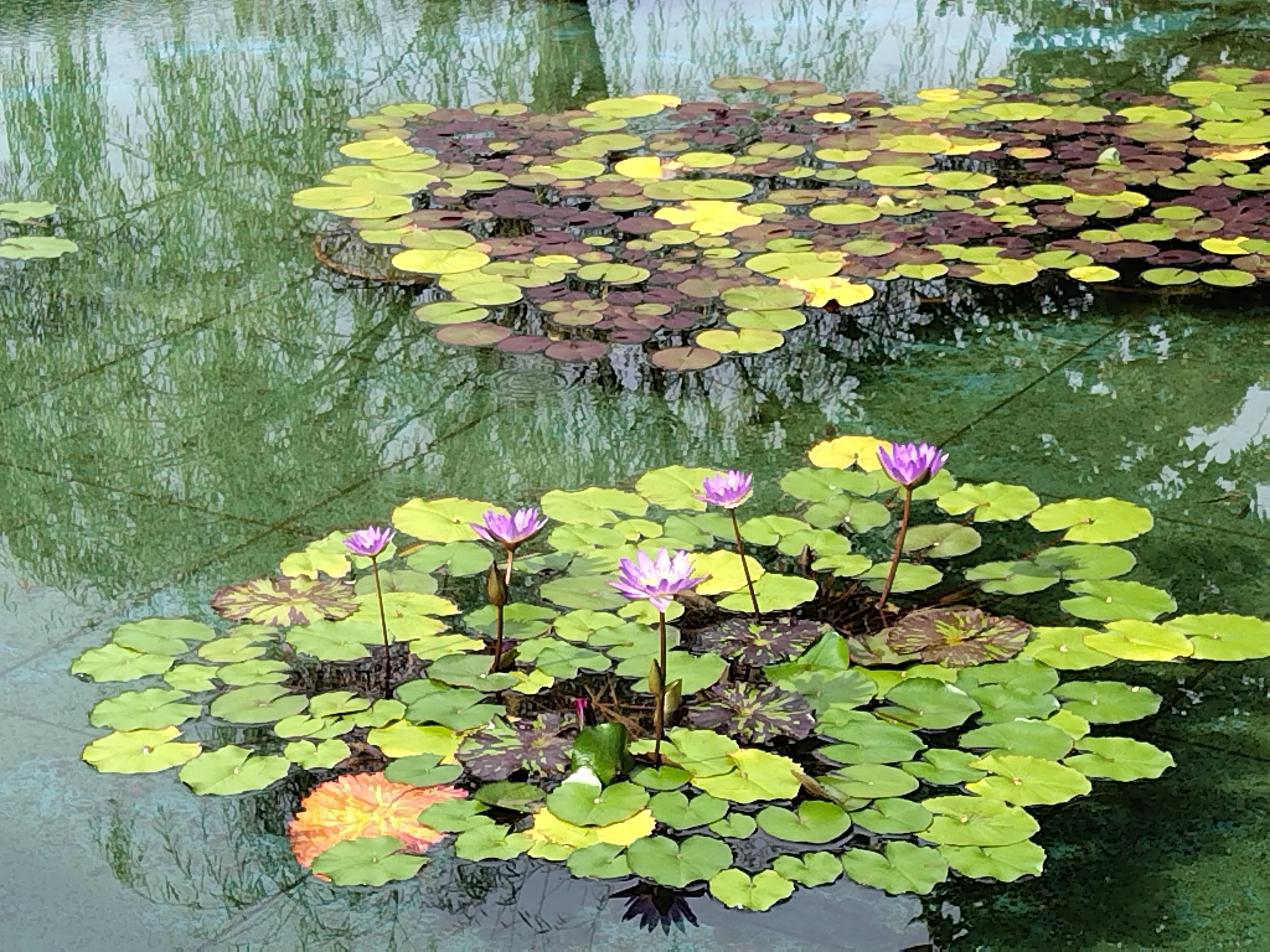 今日の花#41 睡蓮｜ジャスミンティータイム