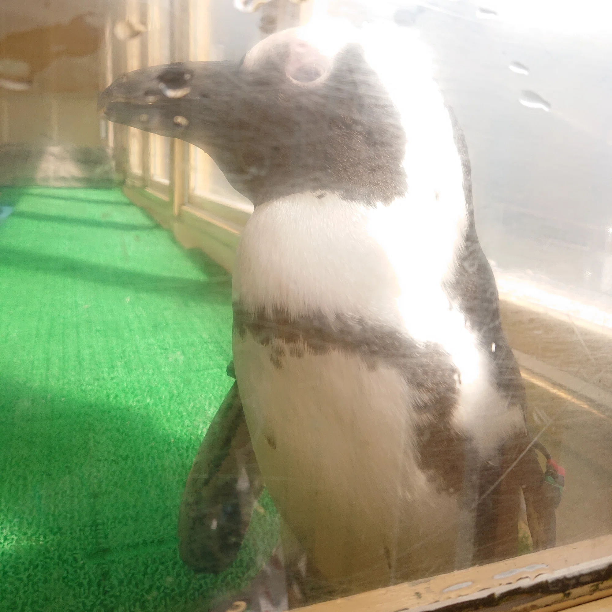 Amigurumi and Penguin-Loving Travels☆ My Solo Trip Debut is Full 