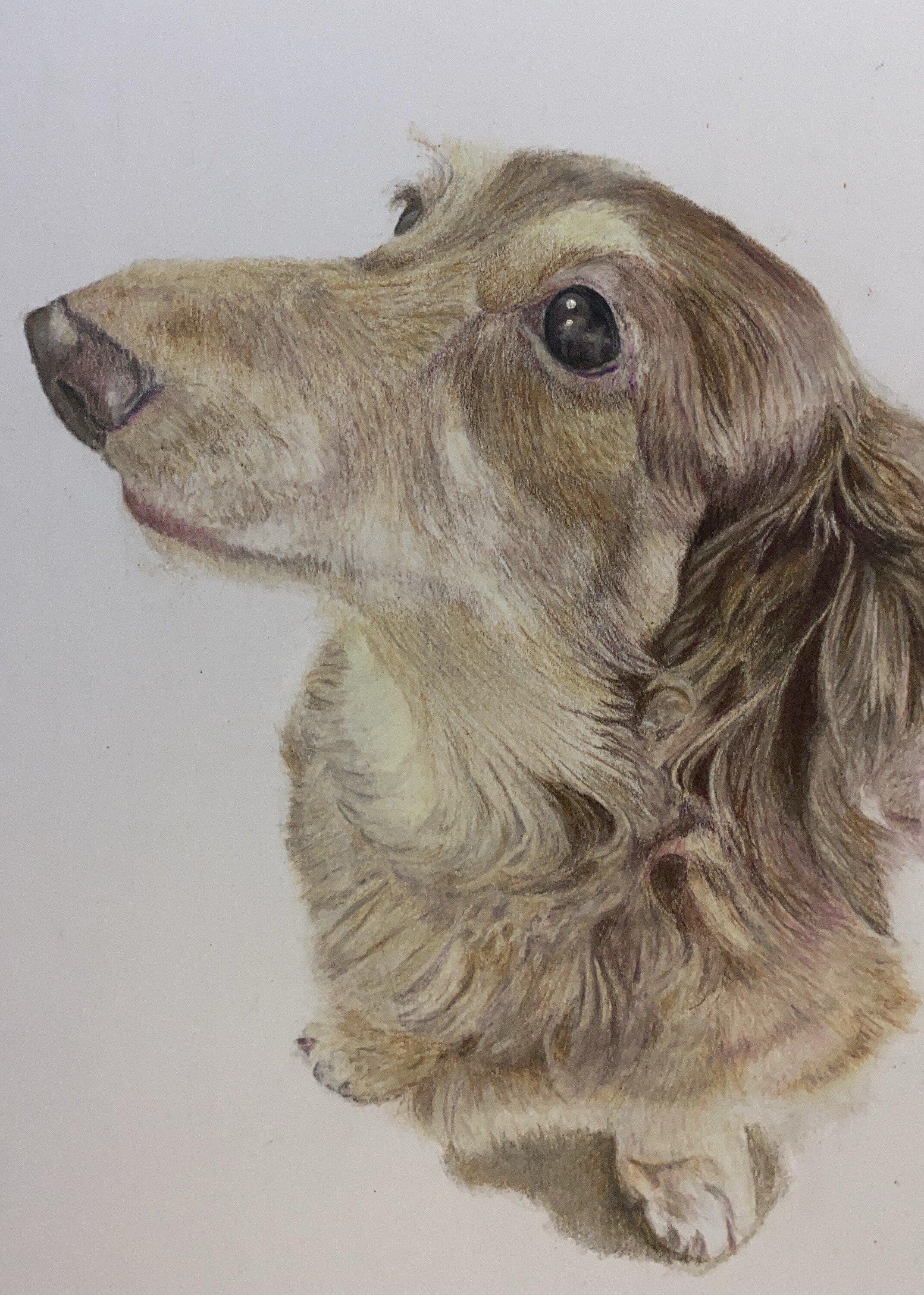 手探りの一歩が宝物になった——色鉛筆で紡ぐ「うちの子」との物語｜ラフ