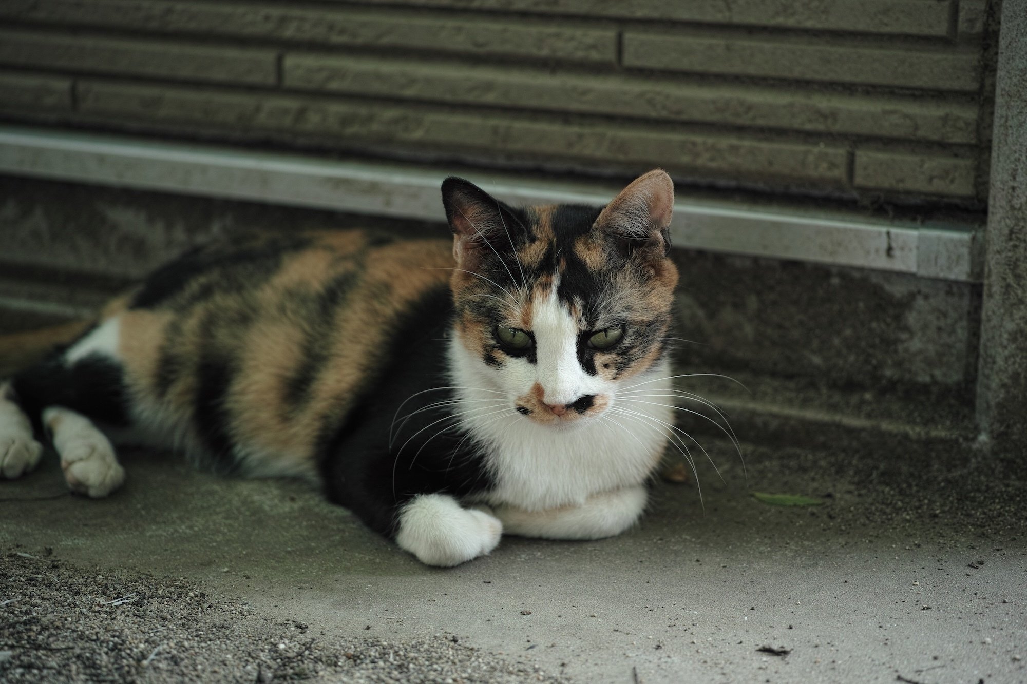 SIGMA DP3 Merrillを振り返ってみる｜猫写真家 あおいとり