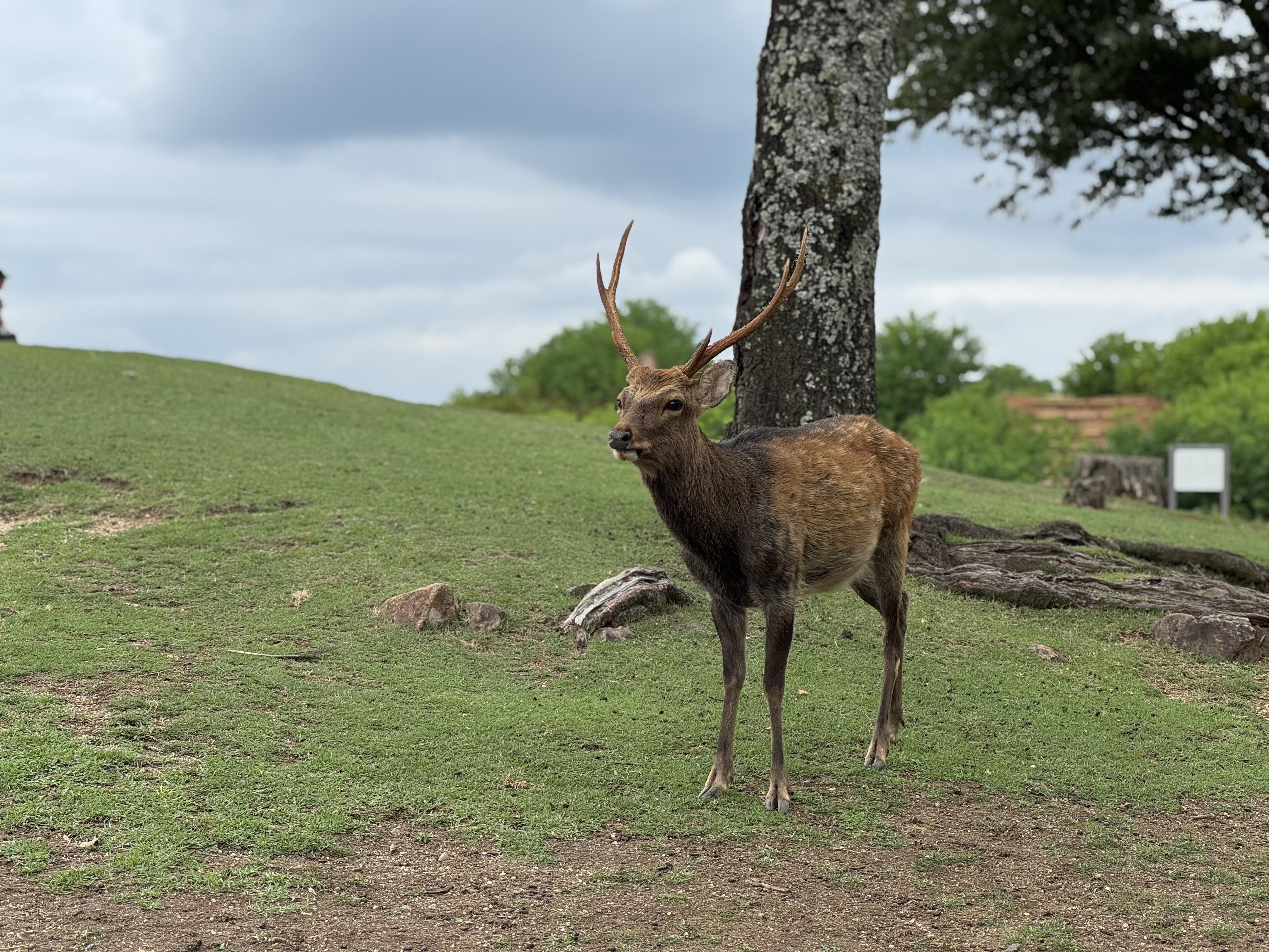 本日も奈良公園🦌鹿ちゃんと思うあれこれ｜しかのじょう