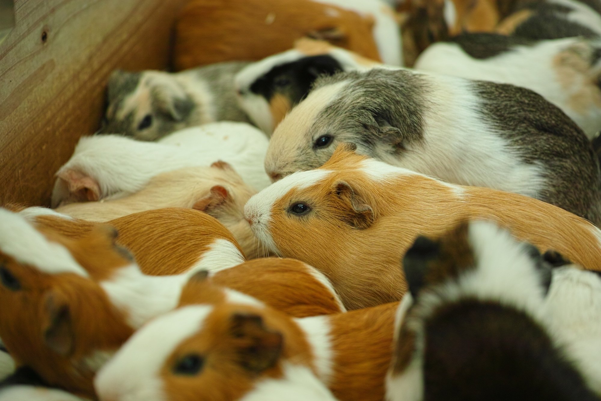 SIGMA DP3 Merrillを振り返ってみる｜猫写真家 あおいとり