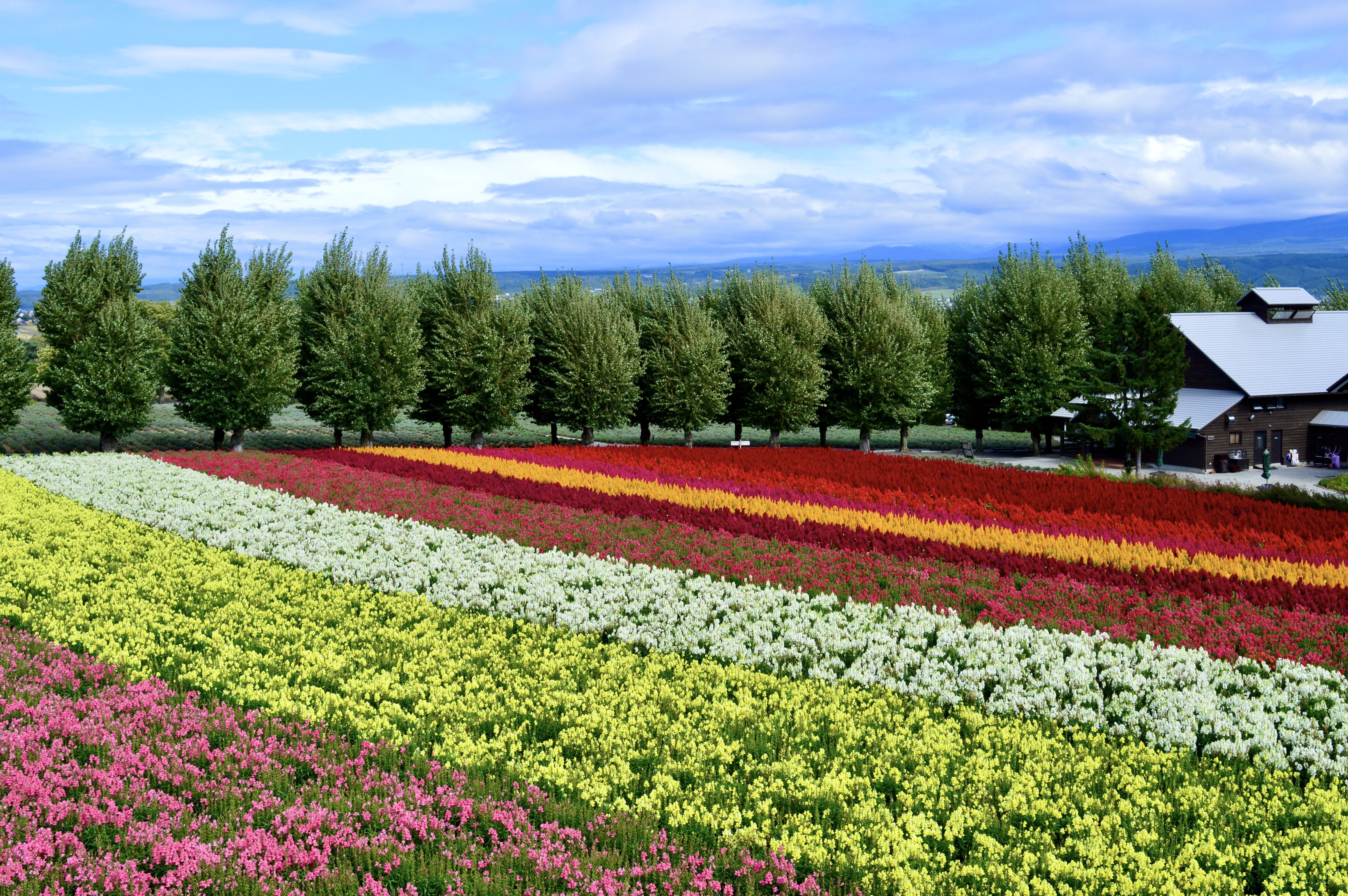 富良野で出会う花の楽園｜【ファーム冨田】｜Tomo＠旅と美食の探求Life