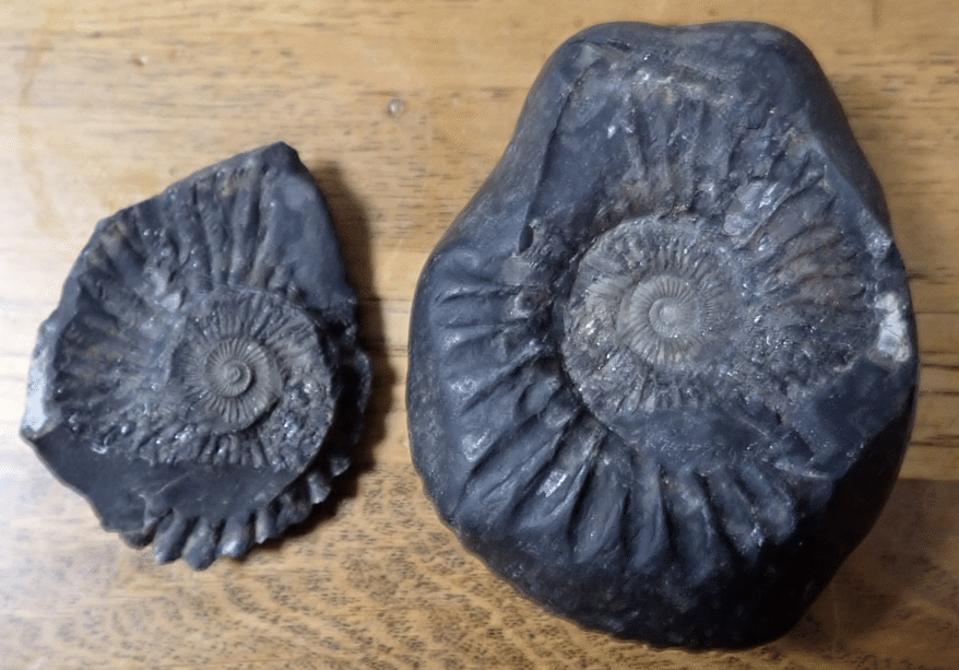 ネパール産化石　サリグラム　希少金属が付着してる ネパール産化石 サリグラム 希少金属が付着してる ネパール産