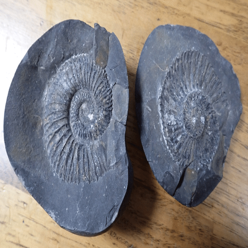 ネパール・カリカンダキ川のアンモナイト化石｜マンガン