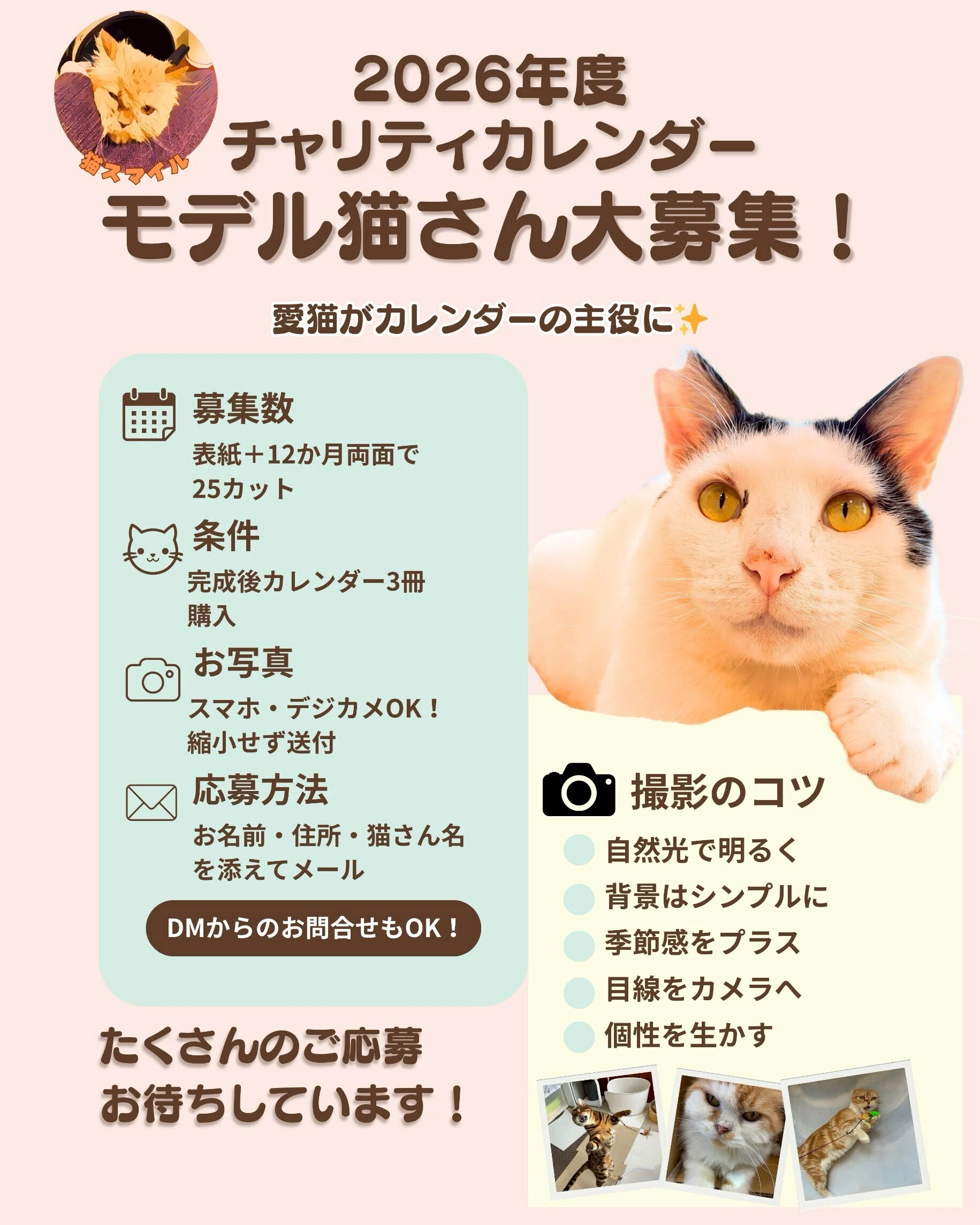 猫さん 猫スマイル 2026年度 チャリティカレンダーモデル猫さん大募集