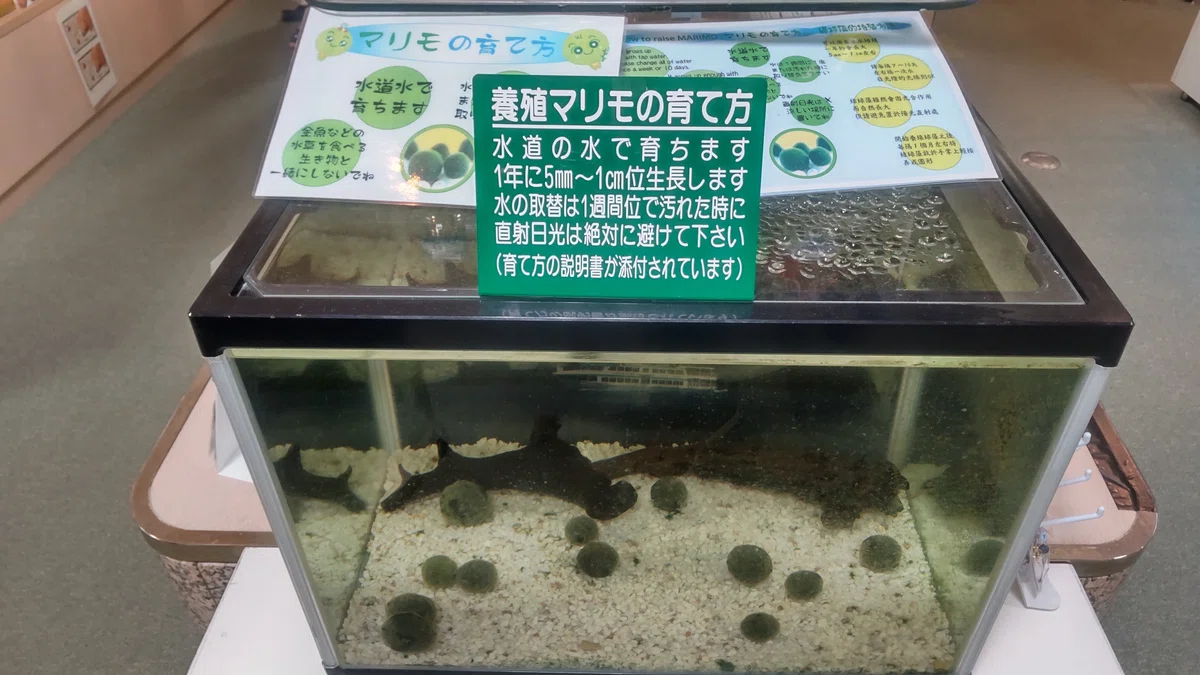 ニュー阿寒ホテルの売店にあったマリモの写真