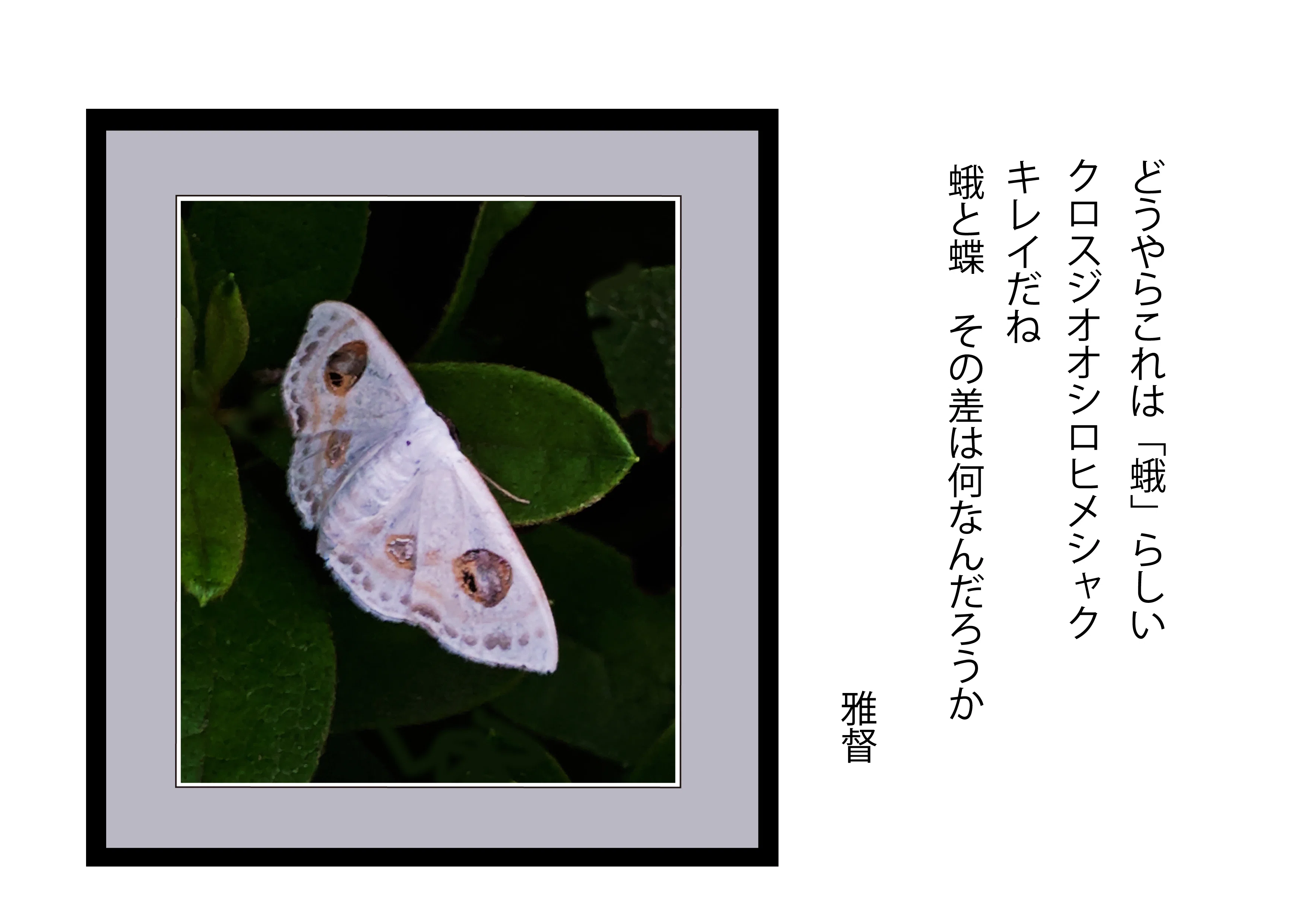 スマホカメラを愉しむ 垣根の中でひっそりと どうやらこれは「蛾