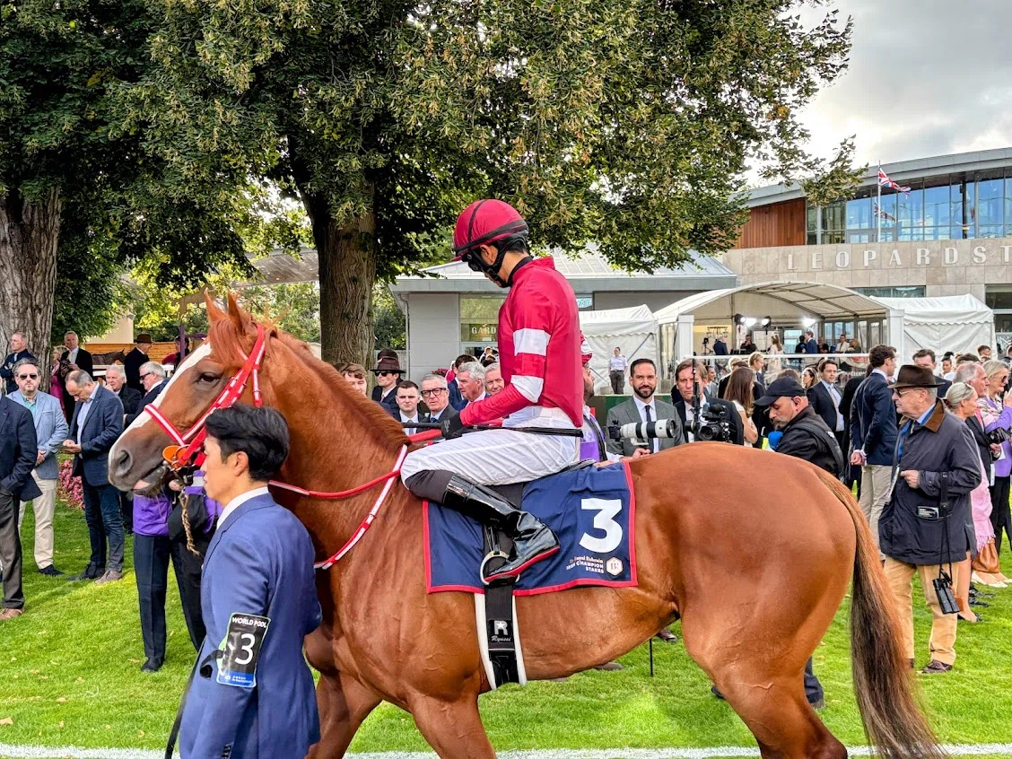 海外競馬鑑賞】愛・レパーズタウン競馬場│Leopardstown Racecourse