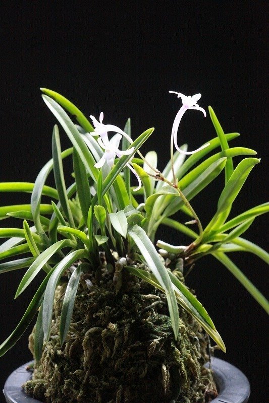 富貴蘭「紅雀」の花｜KJ Morison