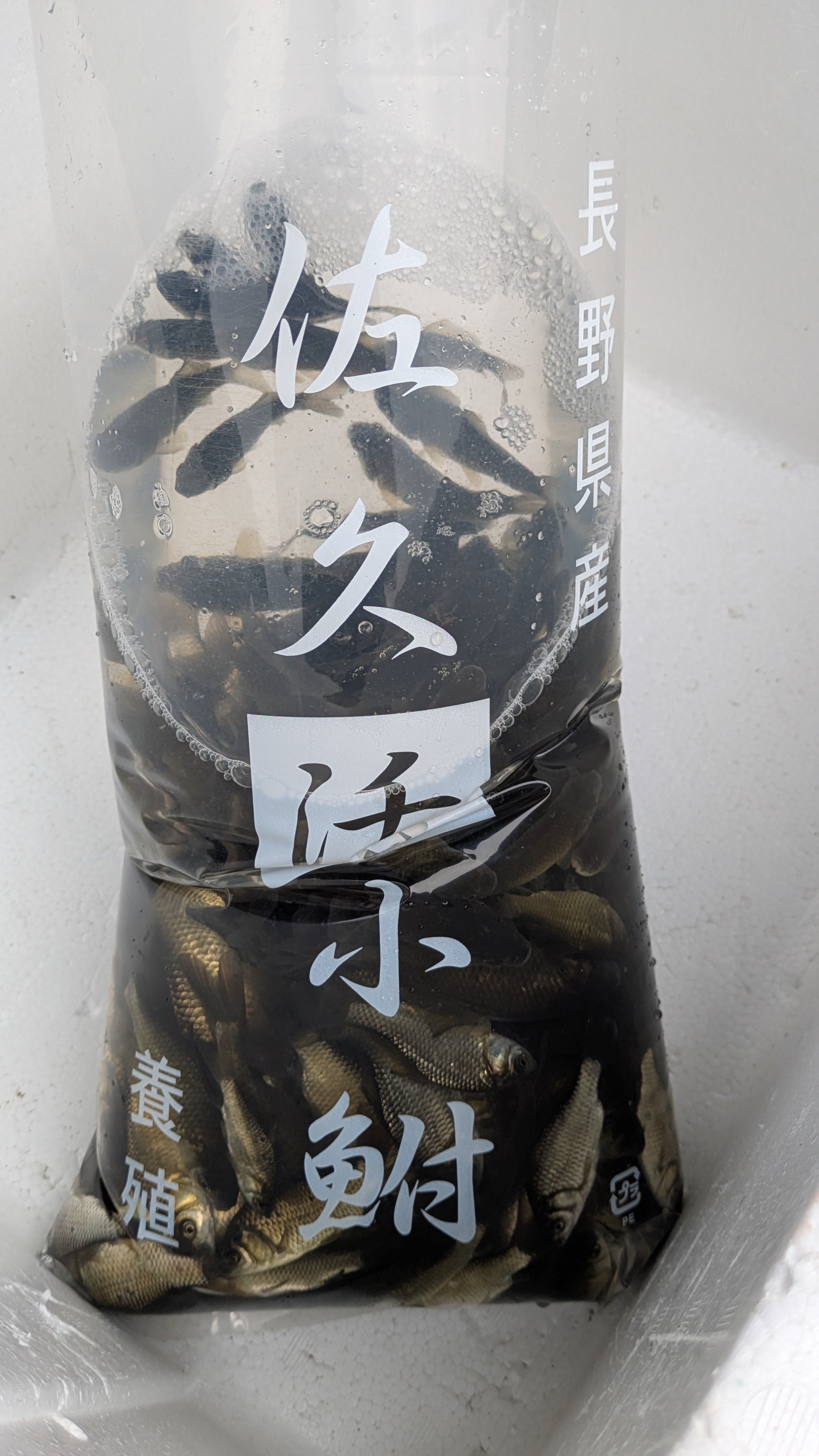 神魚】（昭和57年発刊 小沢神魚作品集） 神魚】（昭和57年発刊 小沢神