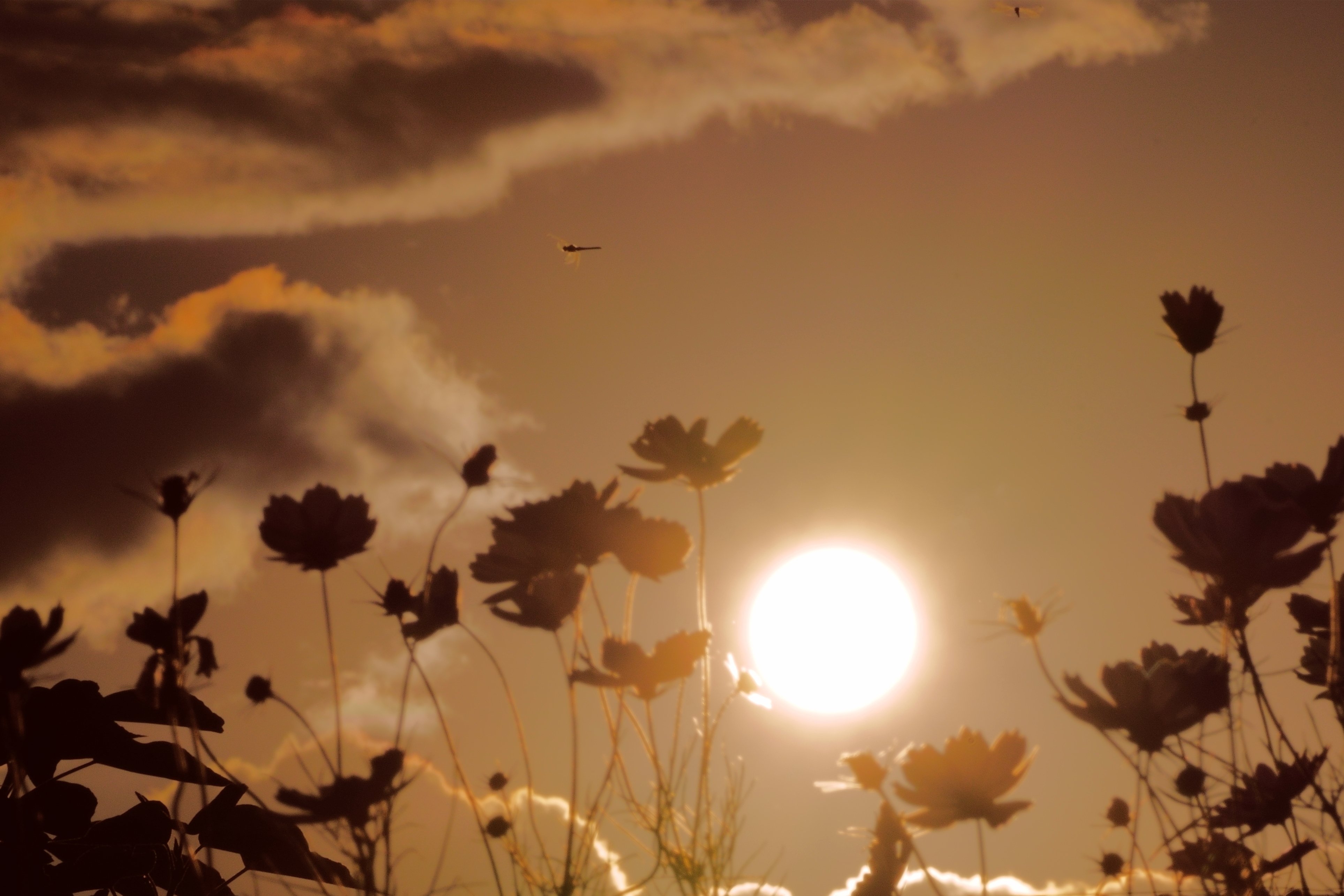 秋は夕暮れ｜hitoyasumi_hitoyasumi