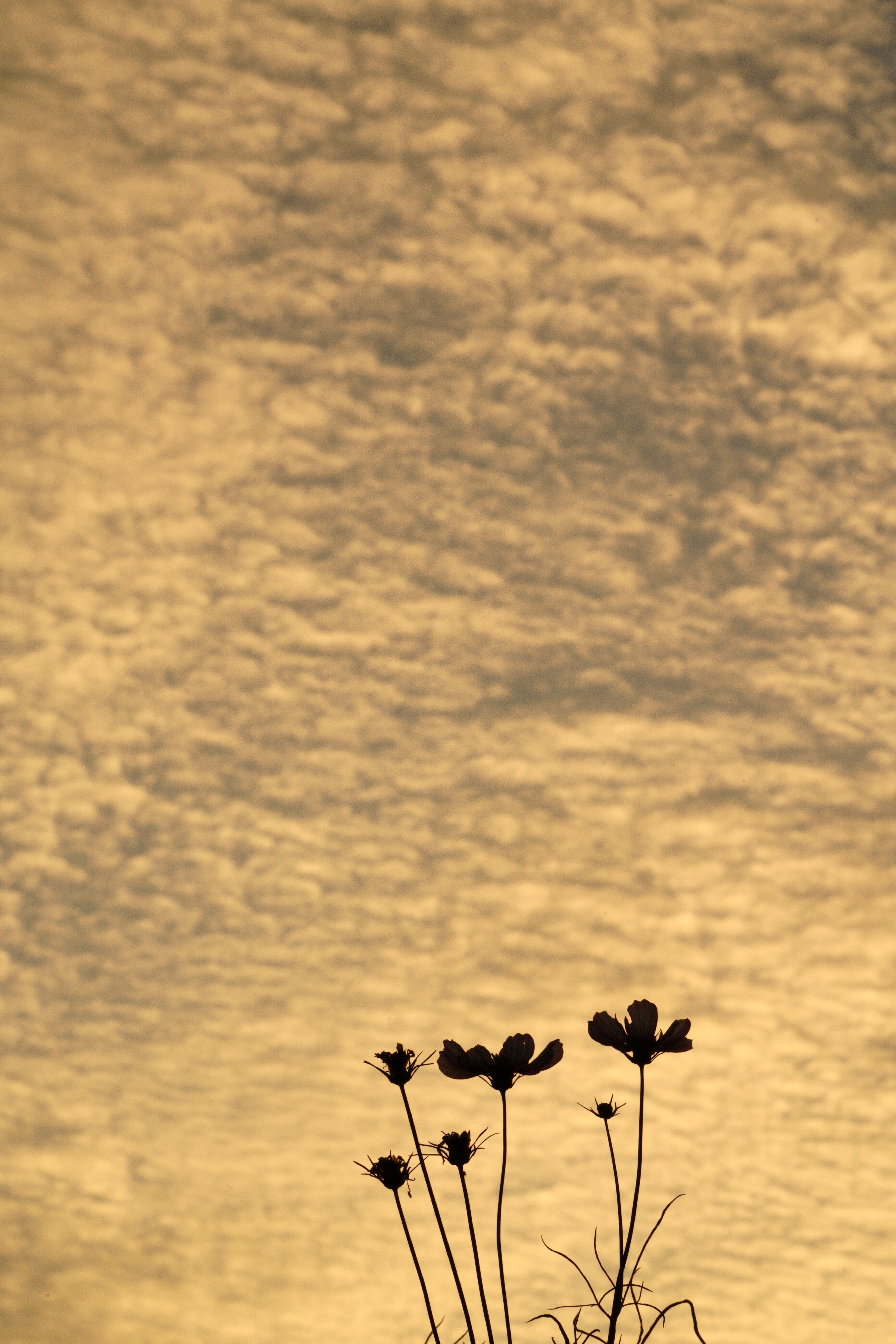 秋は夕暮れ｜hitoyasumi_hitoyasumi