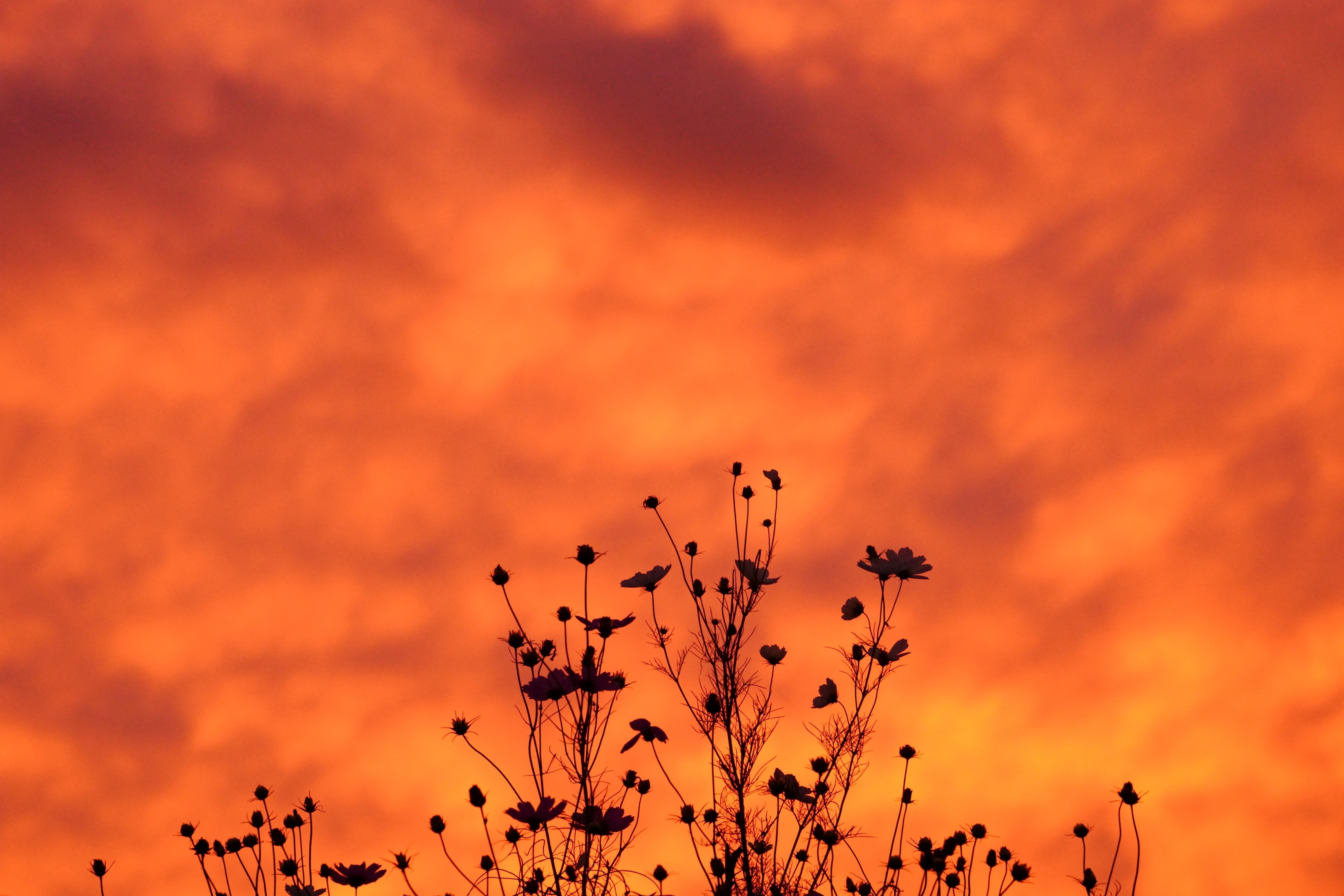 秋は夕暮れ｜hitoyasumi_hitoyasumi