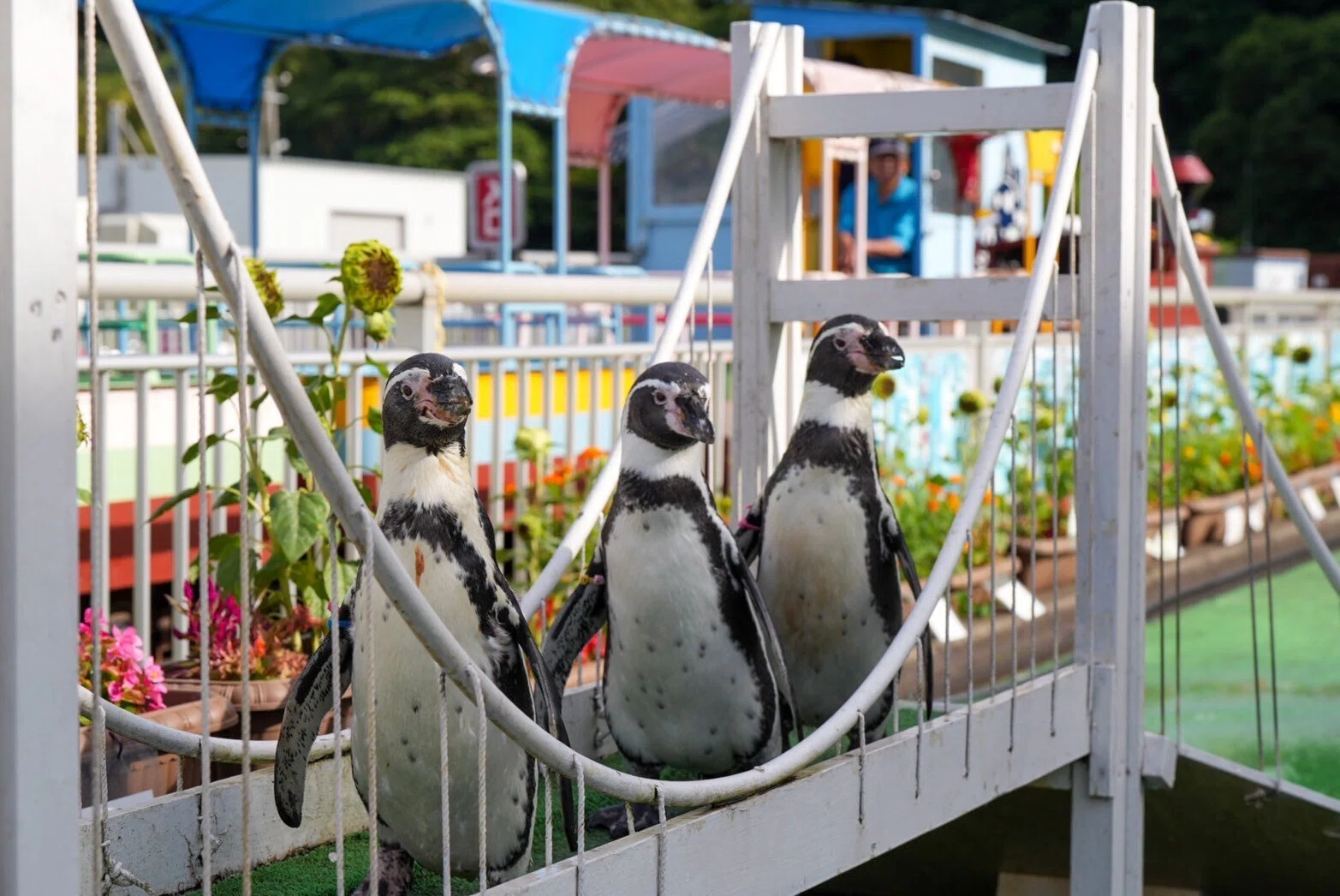 レポ#78 室蘭民放みんなの水族館｜haru