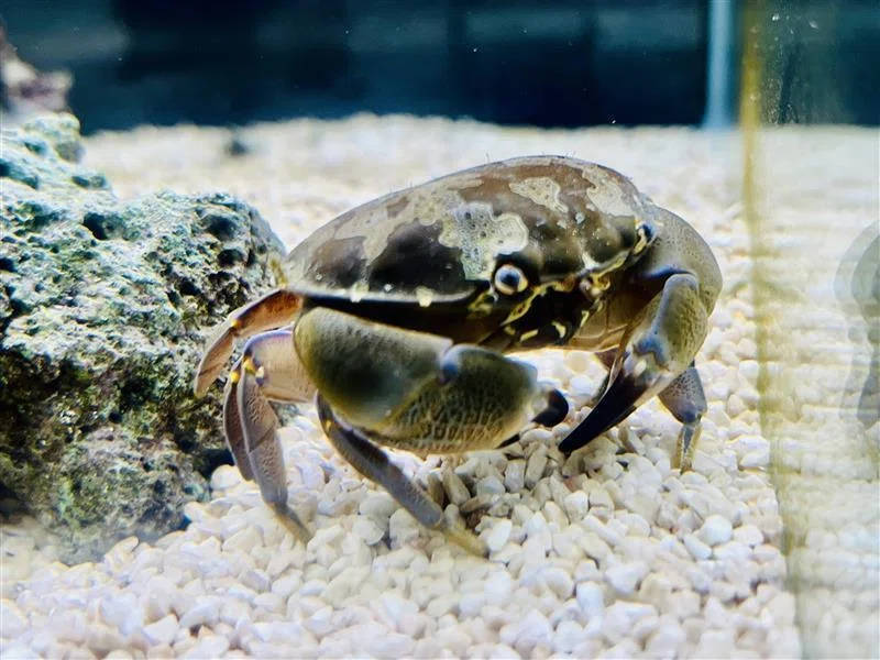 KAIKENのチイサナ水族館 みやこじま いきものナビ ～スベスベ