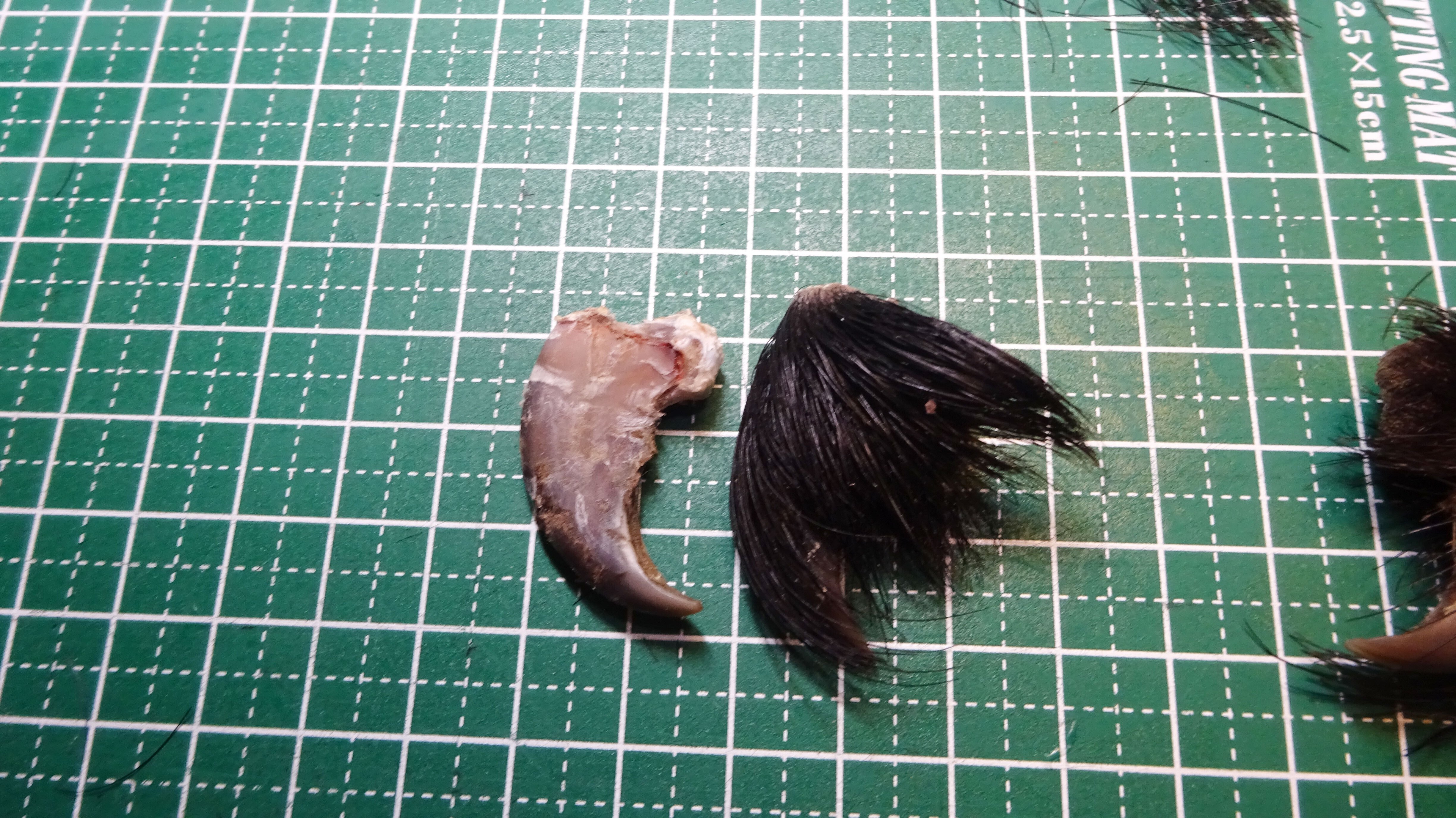 熊の爪　天然　17本セット DAYTONA（バイク用品） デイトナ DAYTONA ドレンボルトガスケット 表裏