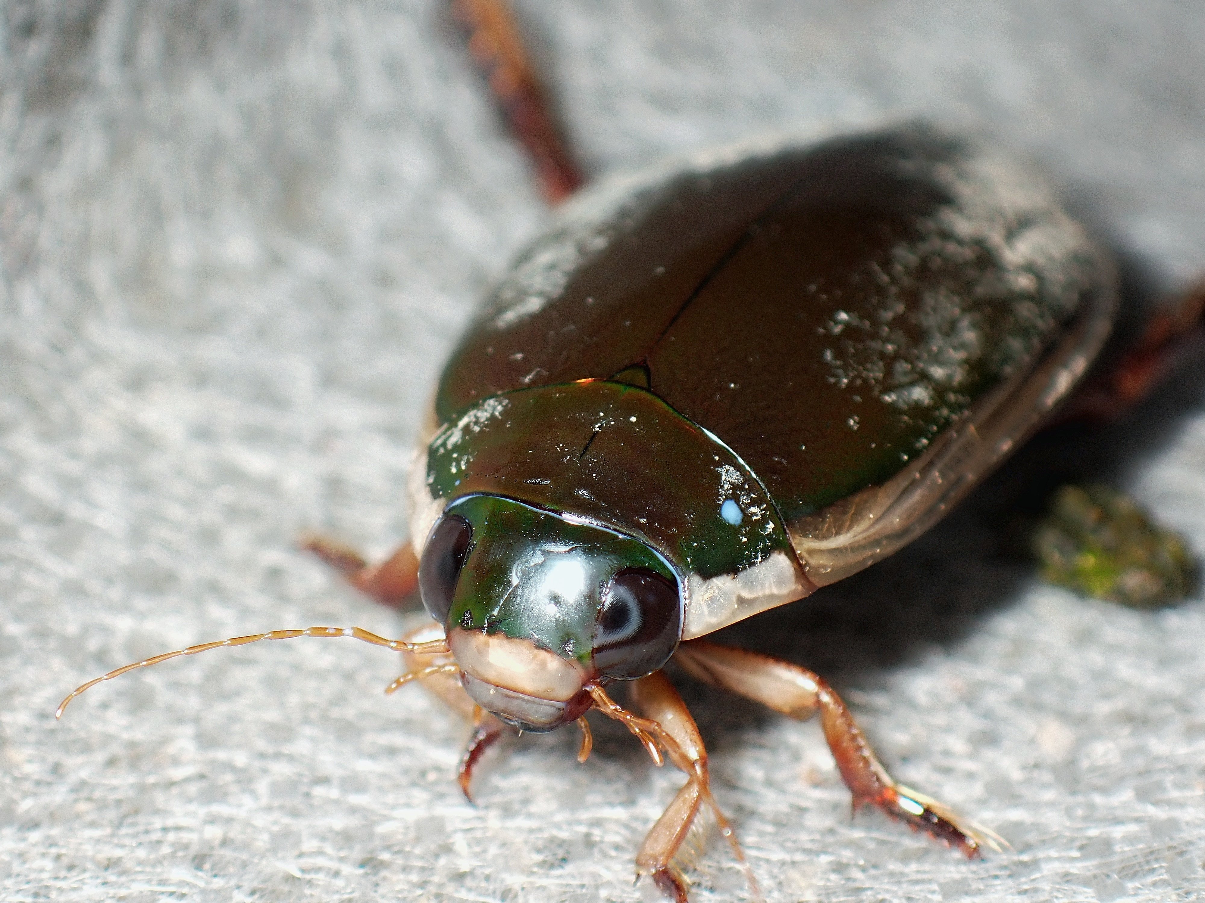 スカベンジャー】 コガタノゲンゴロウについて 〈水生昆虫〉｜アリさんニキ