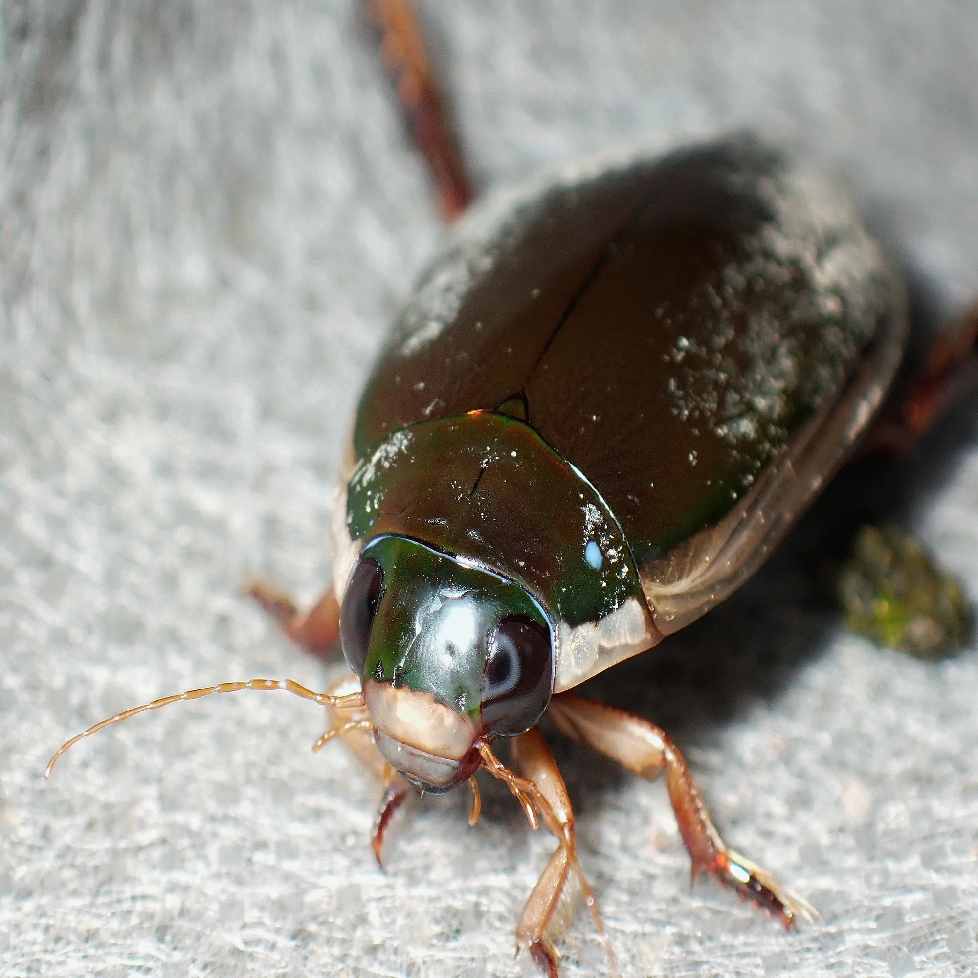 スカベンジャー】 コガタノゲンゴロウについて 〈水生昆虫〉｜アリさんニキ