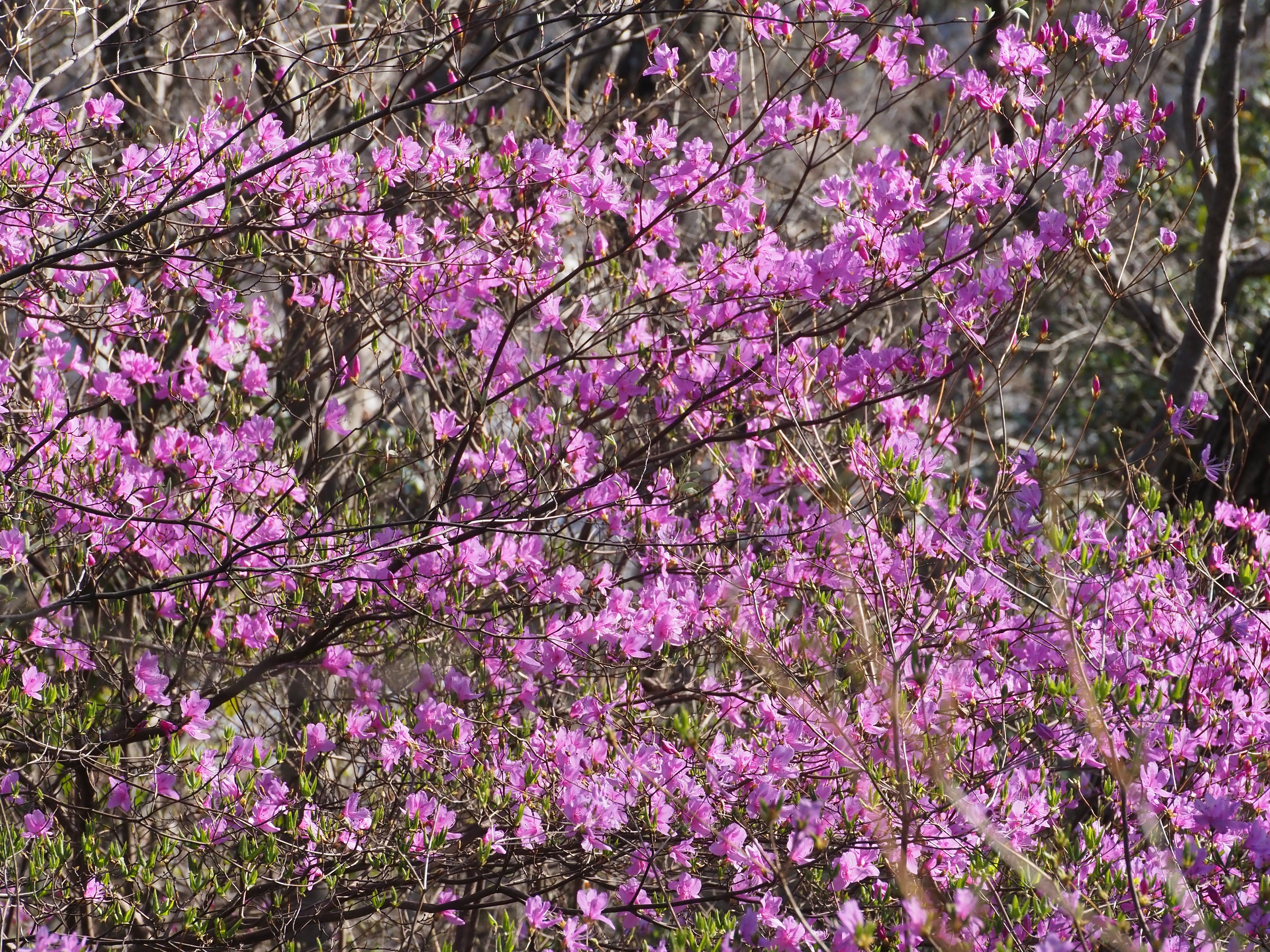 149．里山のツツジが眩い武庫山の森｜sasayan