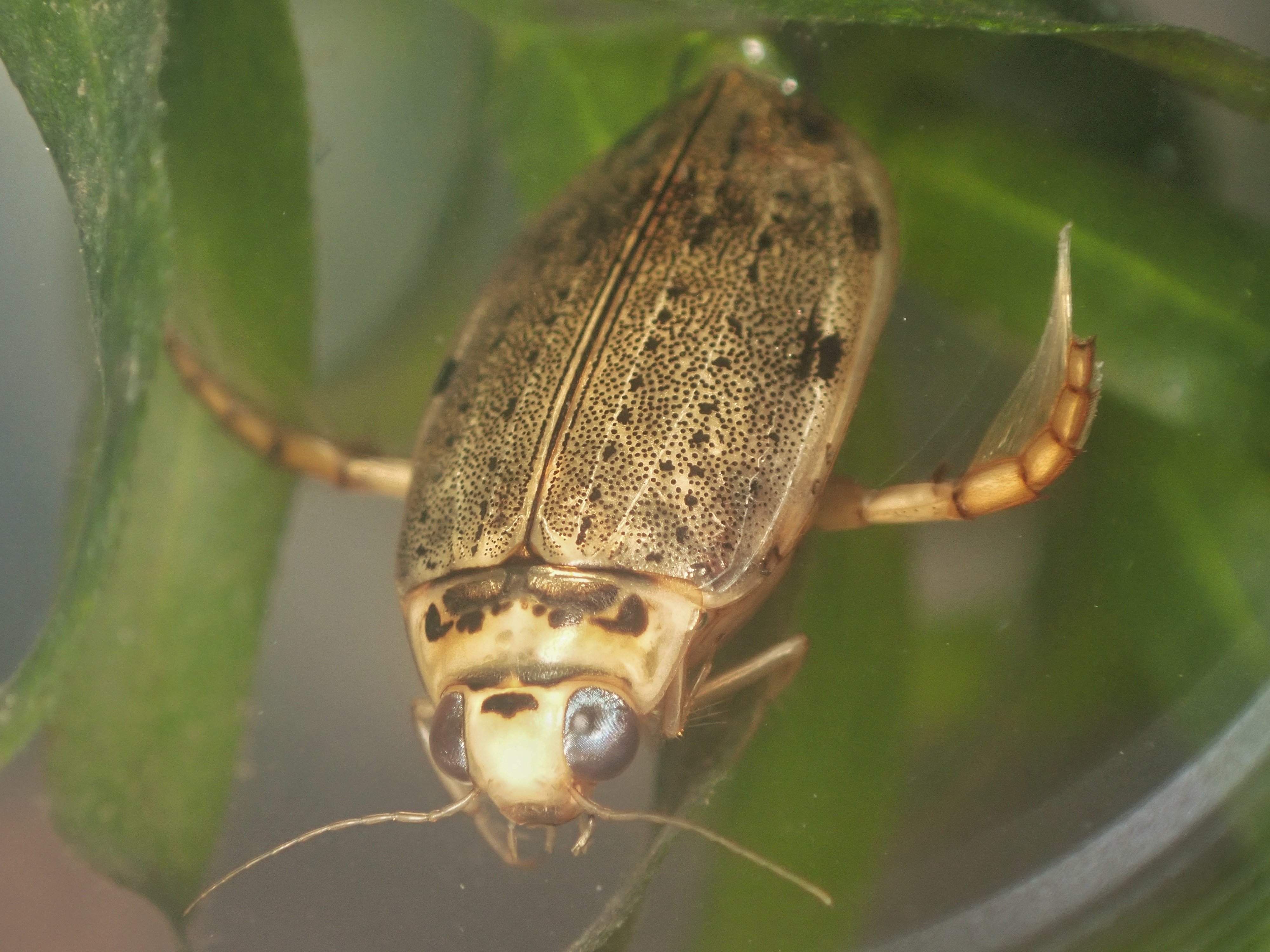 スカベンジャー】 コガタノゲンゴロウについて 〈水生昆虫〉｜アリさんニキ