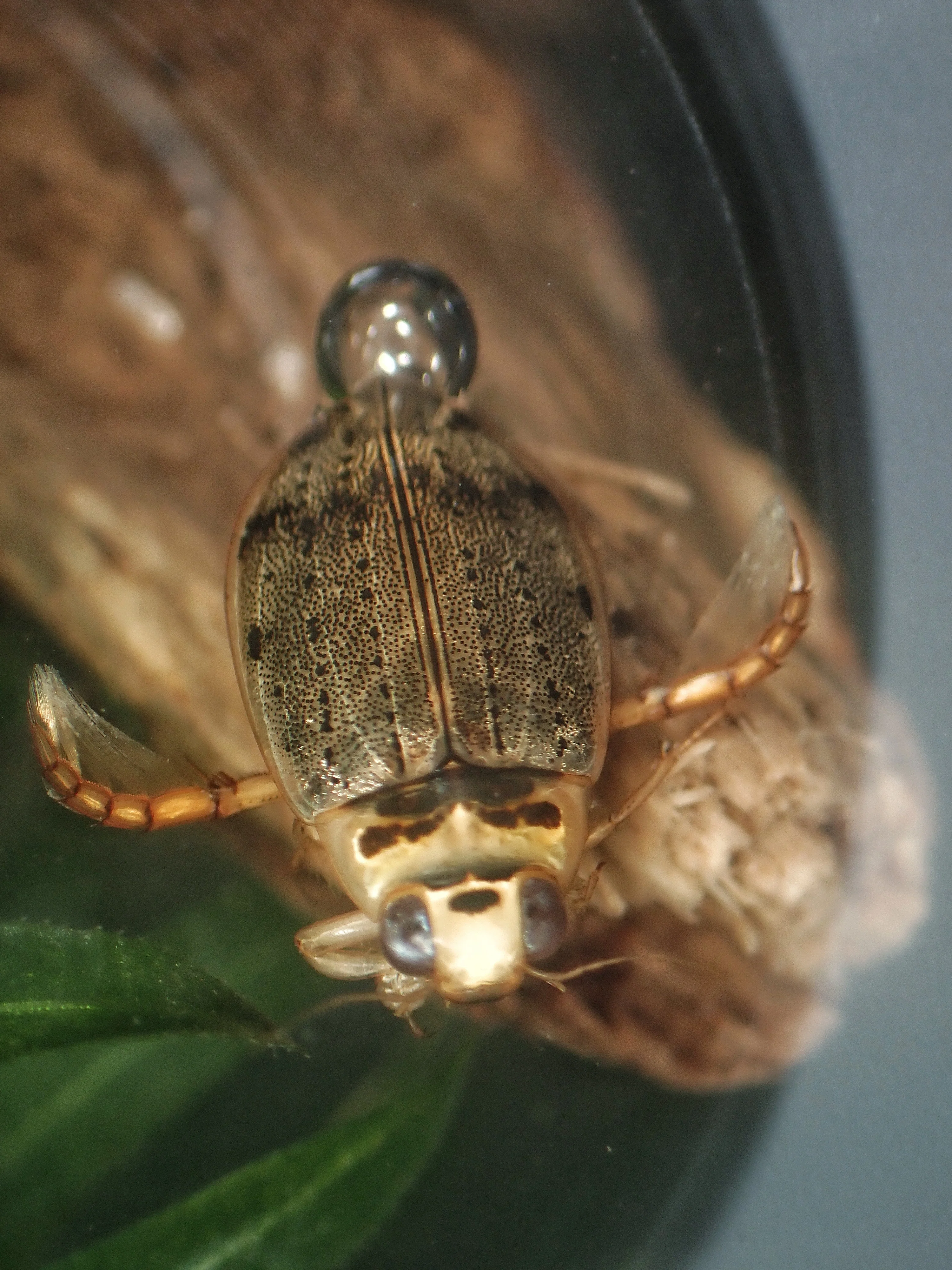 スカベンジャー】 コガタノゲンゴロウについて 〈水生昆虫〉｜アリさんニキ