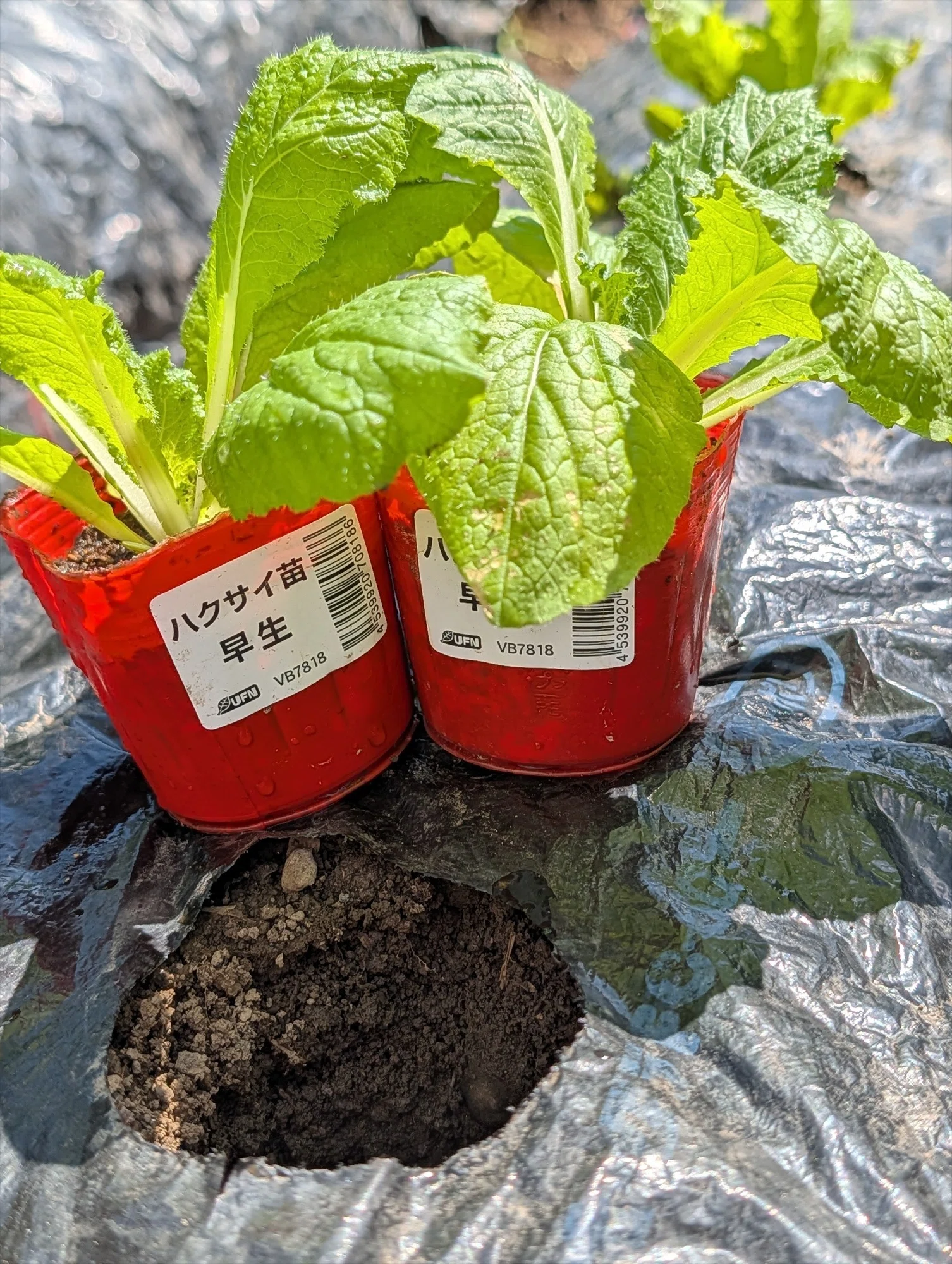 秋冬野菜 白菜の植え付けをしました｜annon