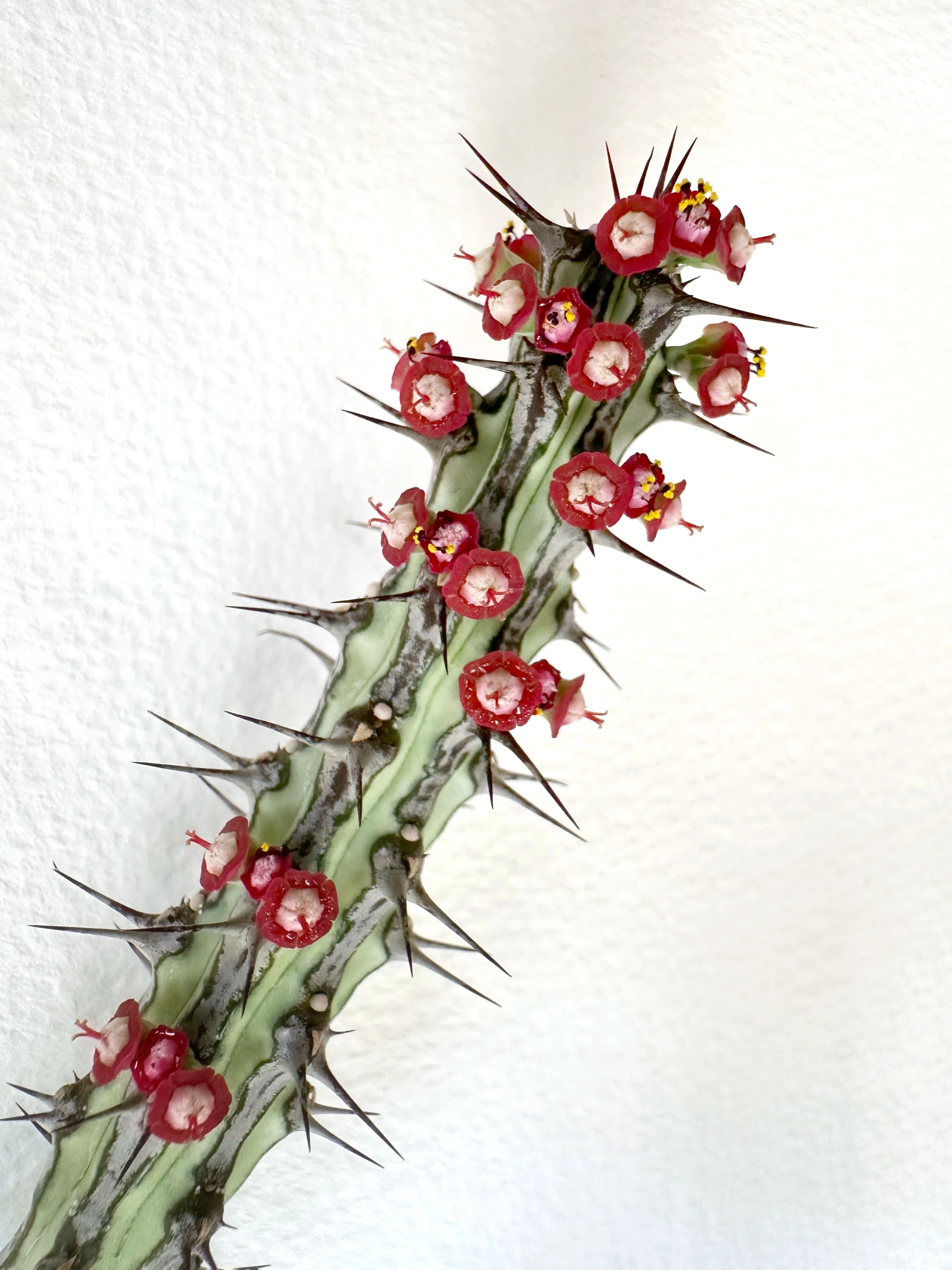 Euphorbia sp. nova Somalia Hordio silver form 開花 蕊出現の様子｜暇人