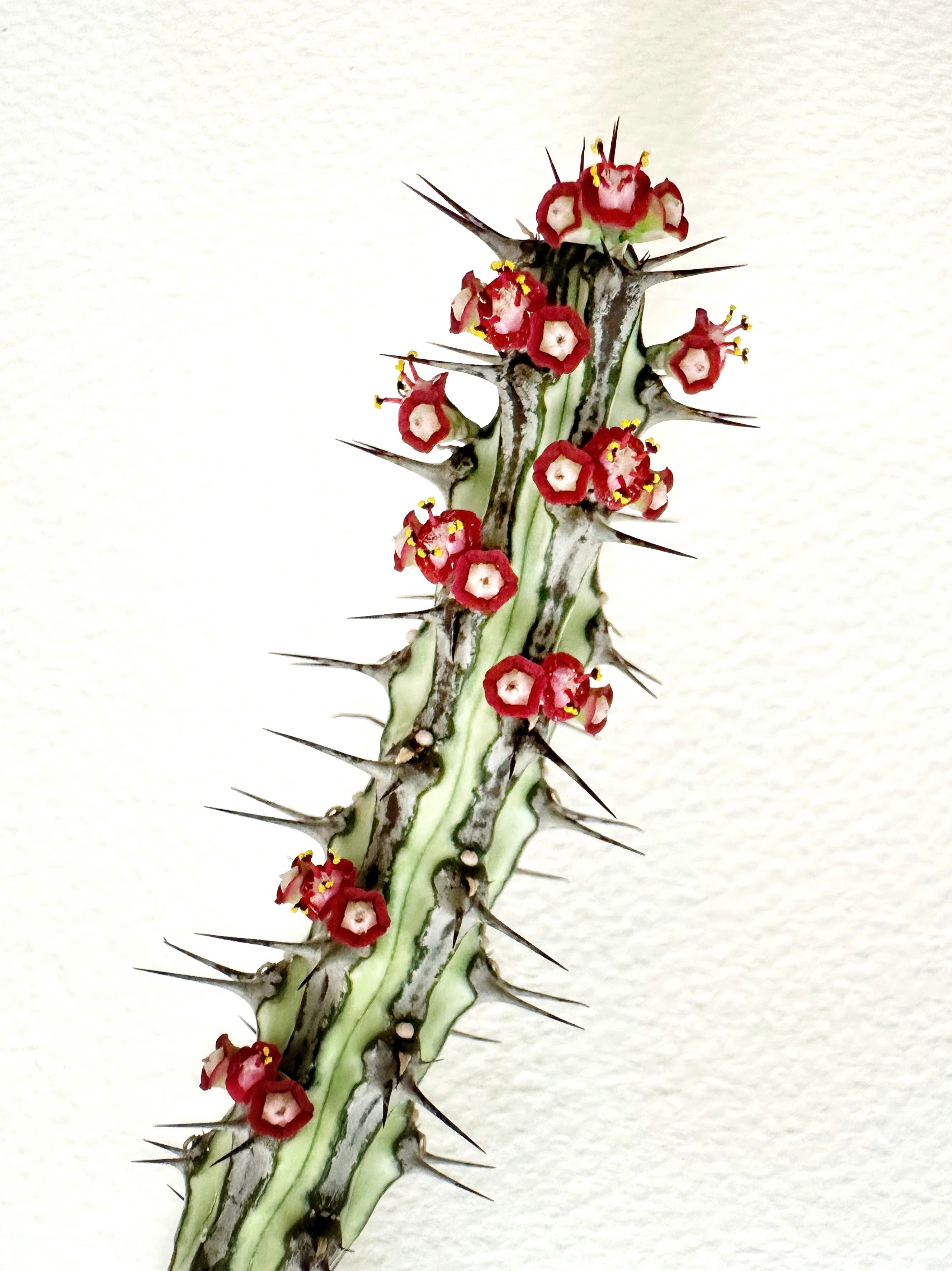 Euphorbia sp. nova Somalia Hordio silver form 開花 蕊出現の様子｜暇人