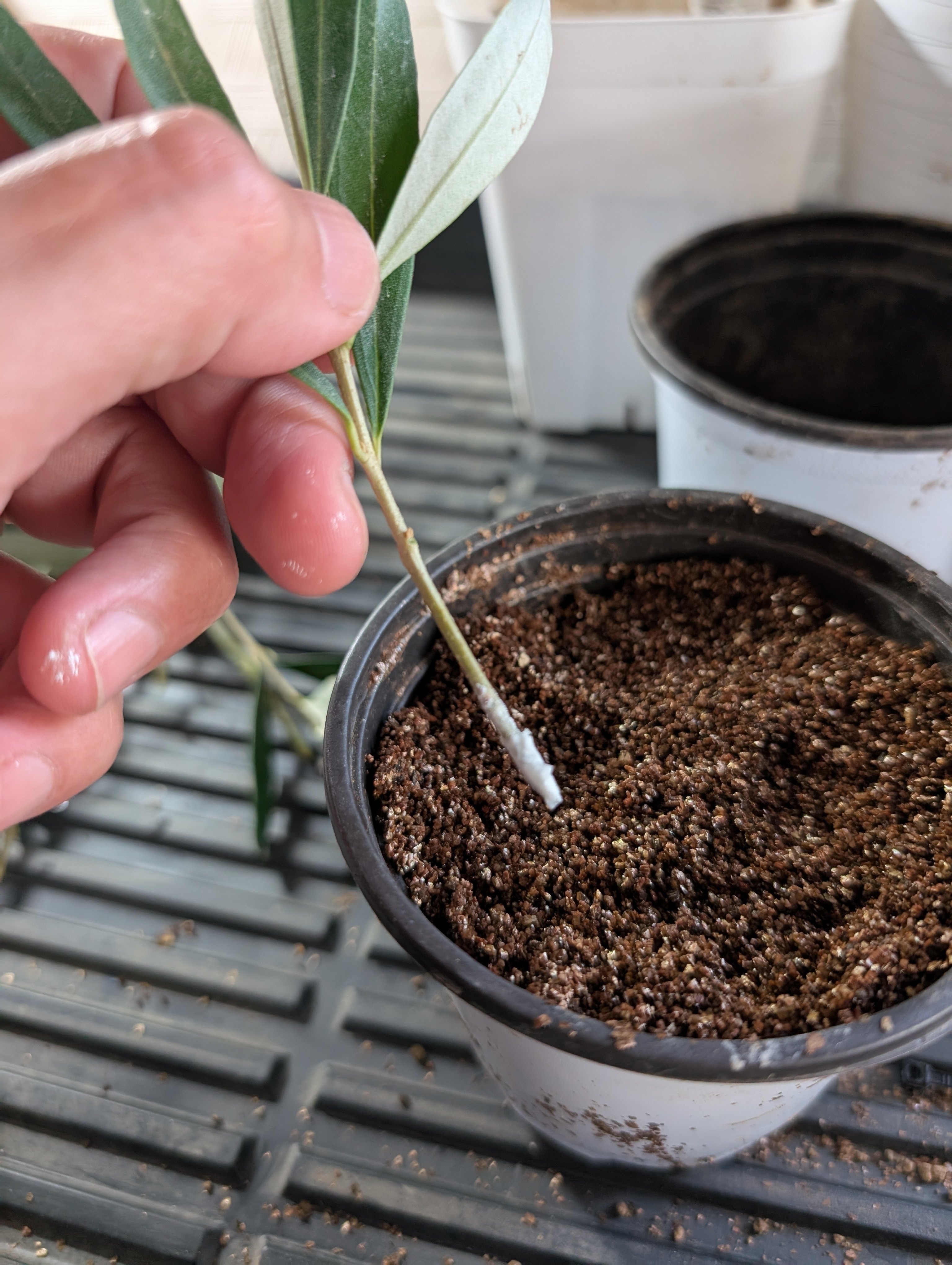 オリーブ挿し木を大量に増やしました。｜テレワークで「副業農家」に