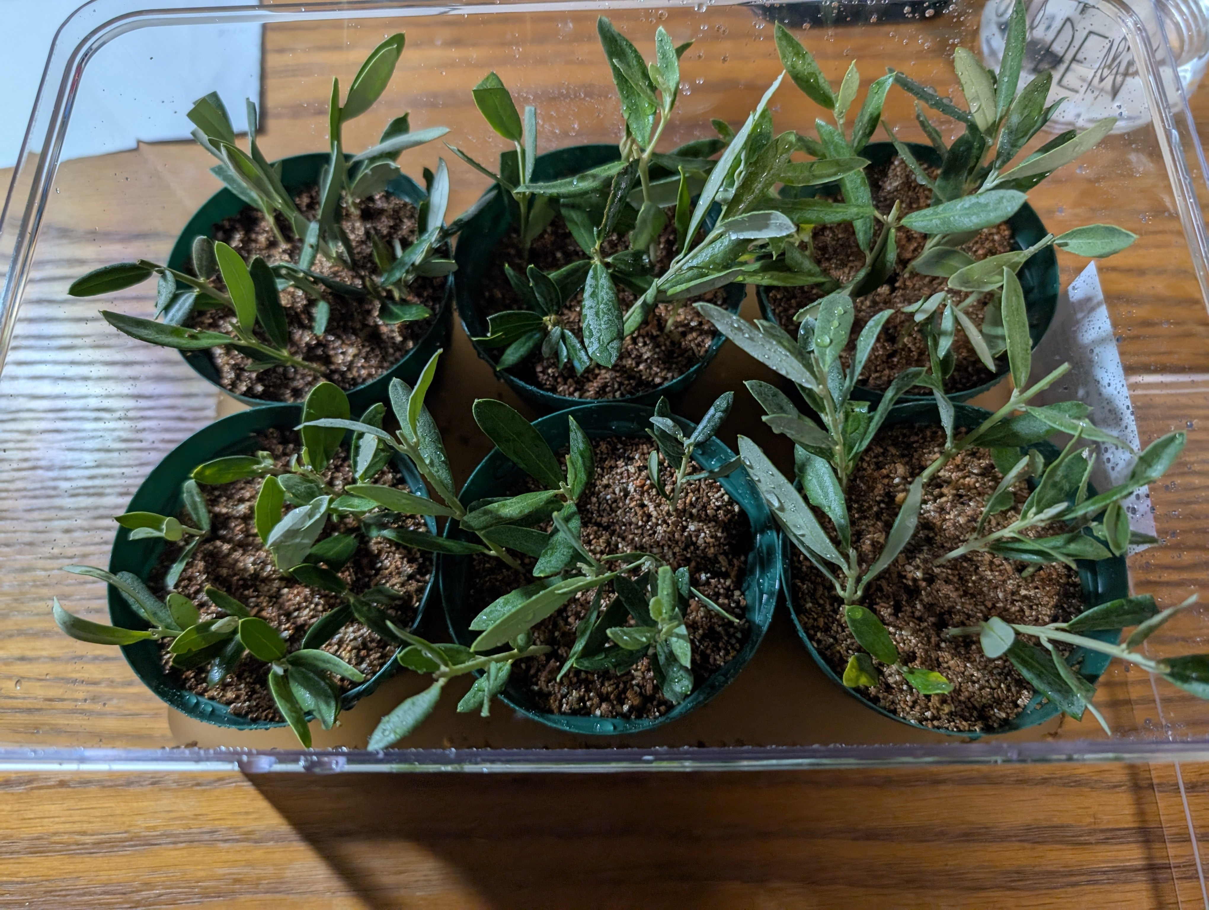 オリーブ挿し木を大量に増やしました。｜テレワークで「副業農家」に