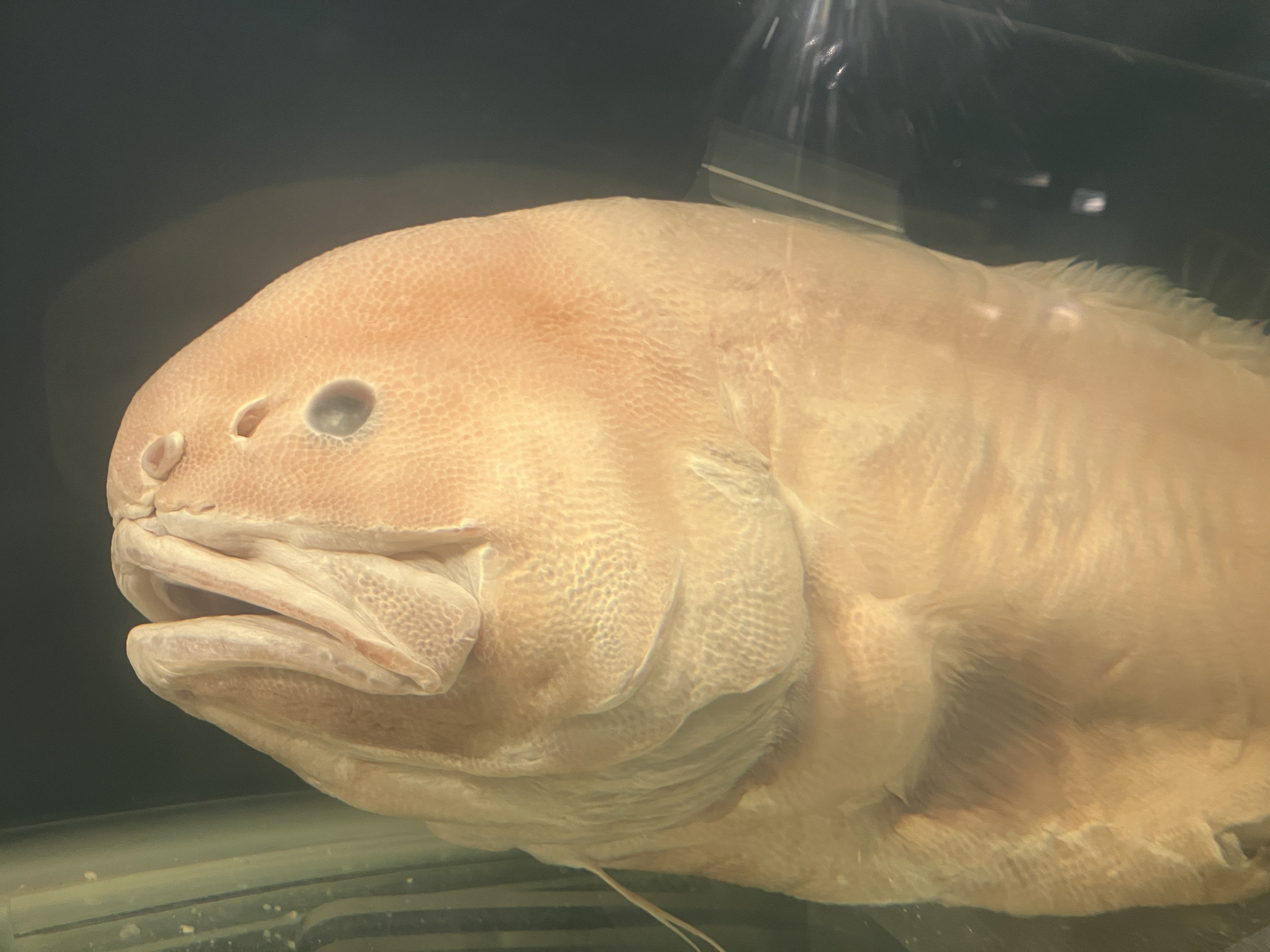 竹本旭曜「戸田でソビエトに出会い、深海魚を食べる（3日目