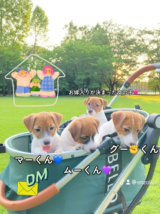 祝！19歳､ジャックラッセルテリアのご長寿犬｜エンオリ